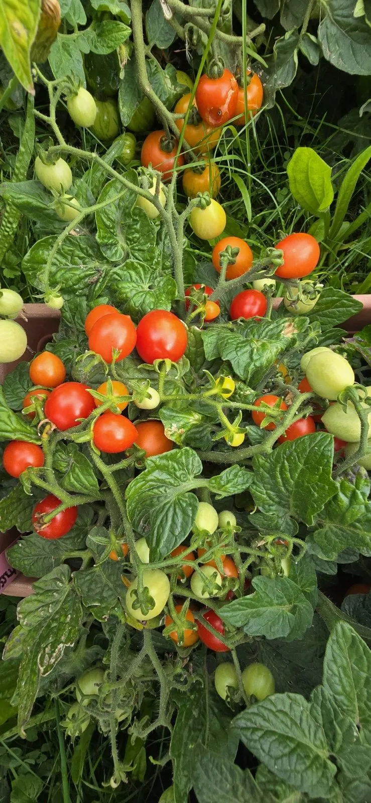Bunny Kisses Micro Dwarf Tomato Seeds - Image 9