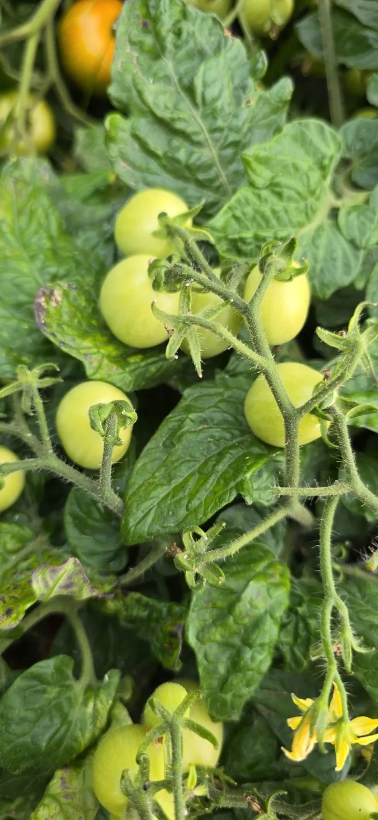 Bunny Kisses Micro Dwarf Tomato Seeds - Image 7