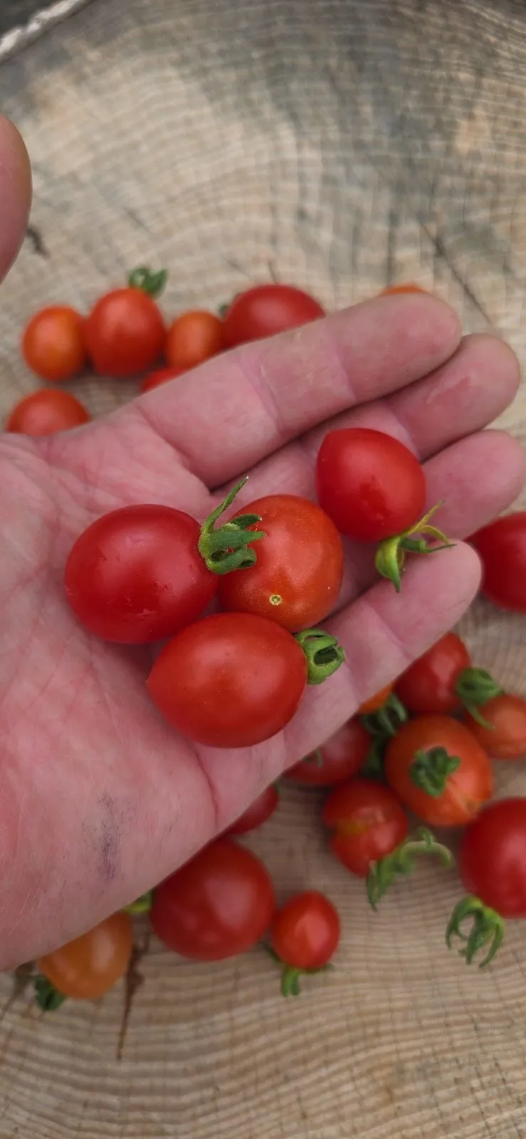 Bunny Kisses Micro Dwarf Tomato Seeds - Image 4