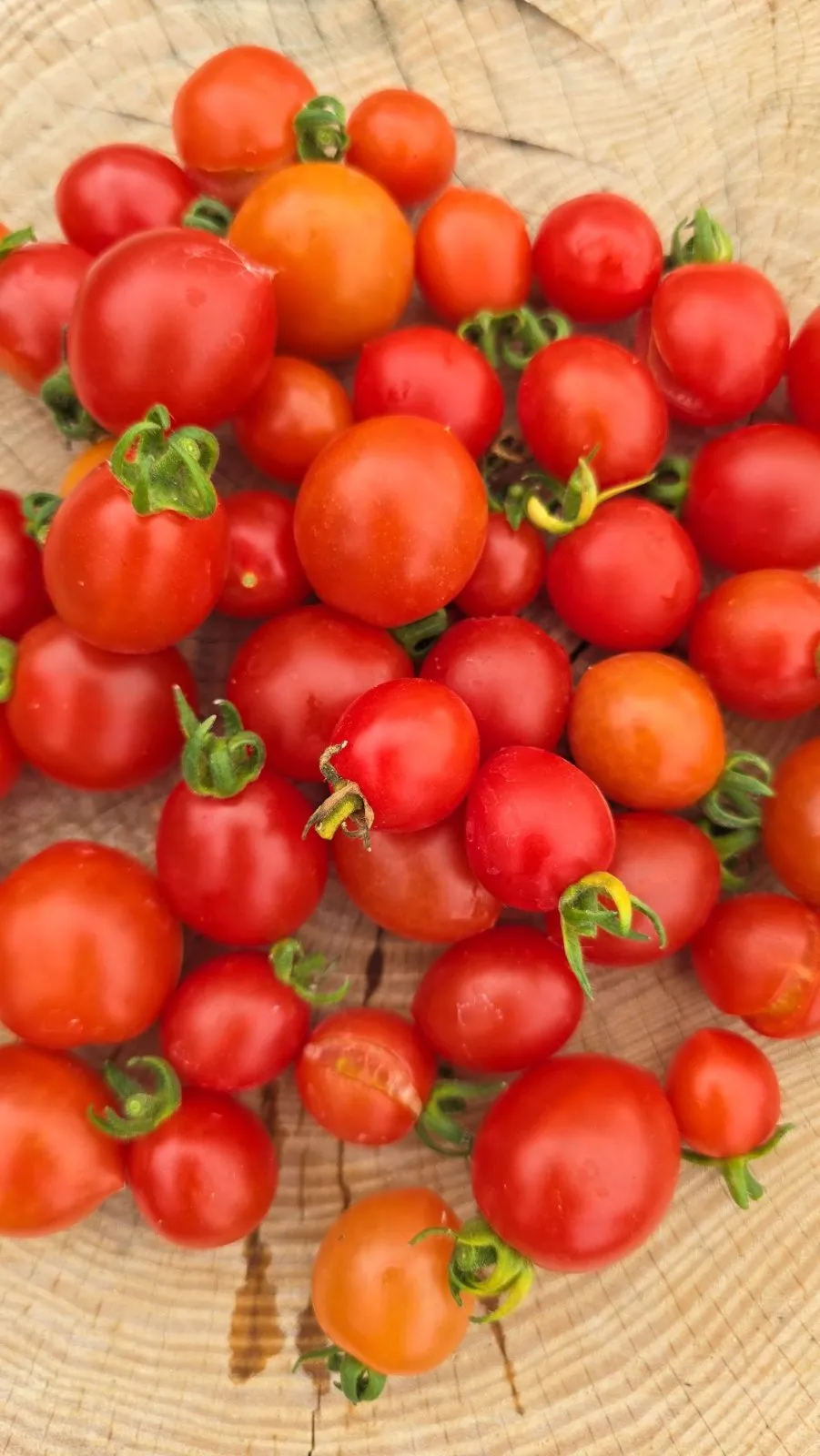Bunny Kisses Micro Dwarf Tomato Seeds - Image 2