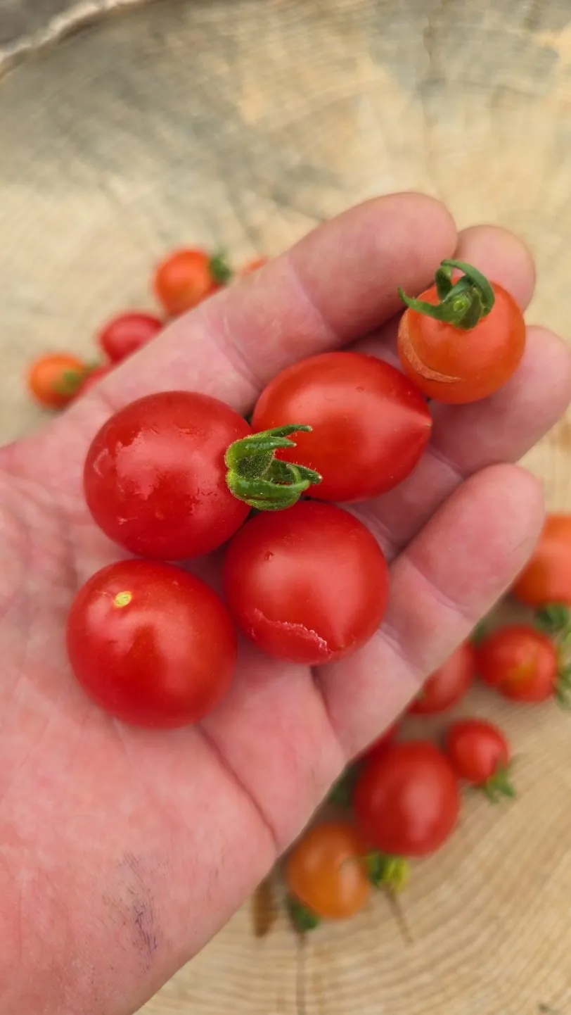 Bunny Kisses Micro Dwarf Tomato Seeds - Image 3