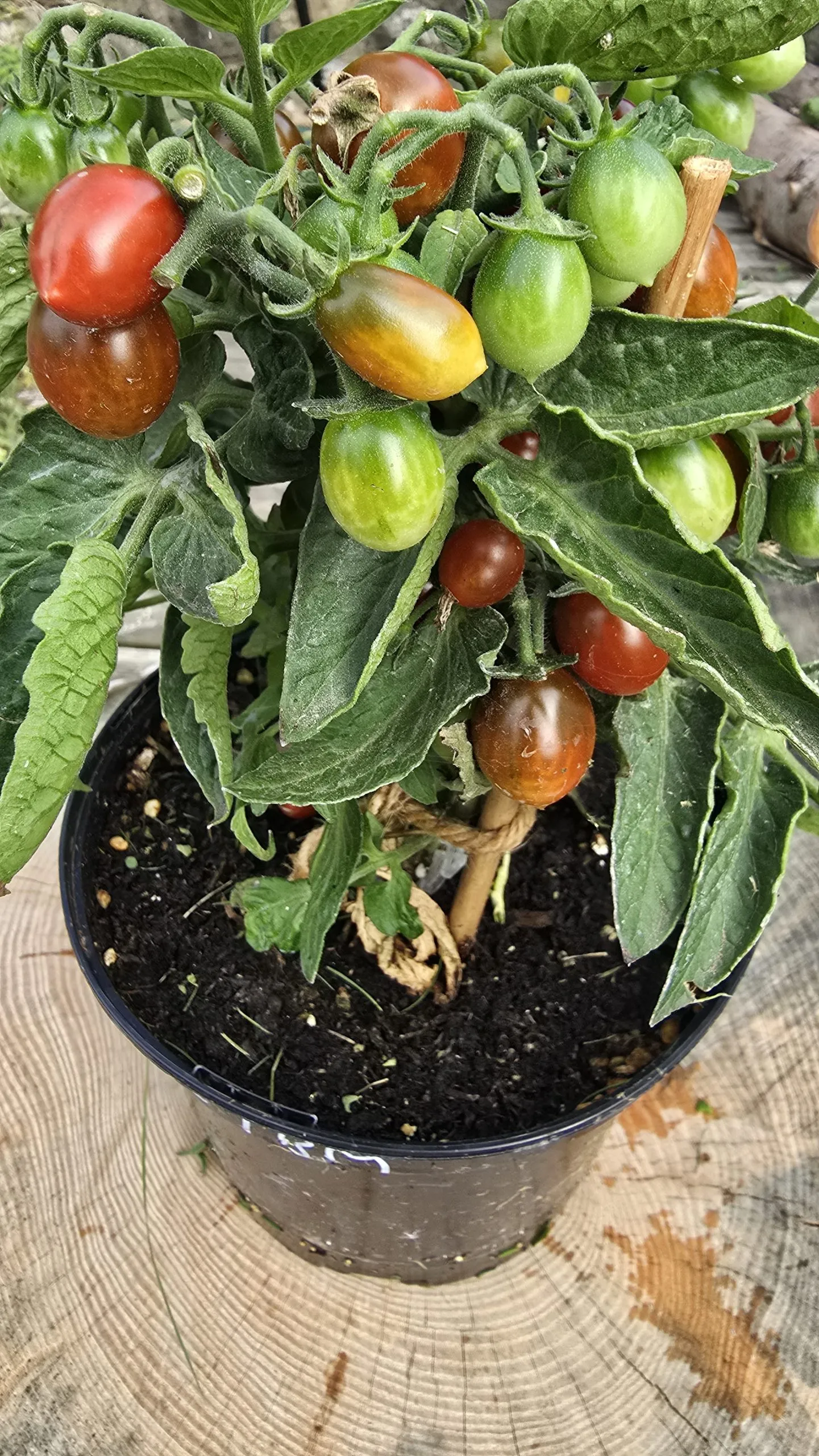 Chocolate Micro Dwarf Tomato Seeds - Image 4