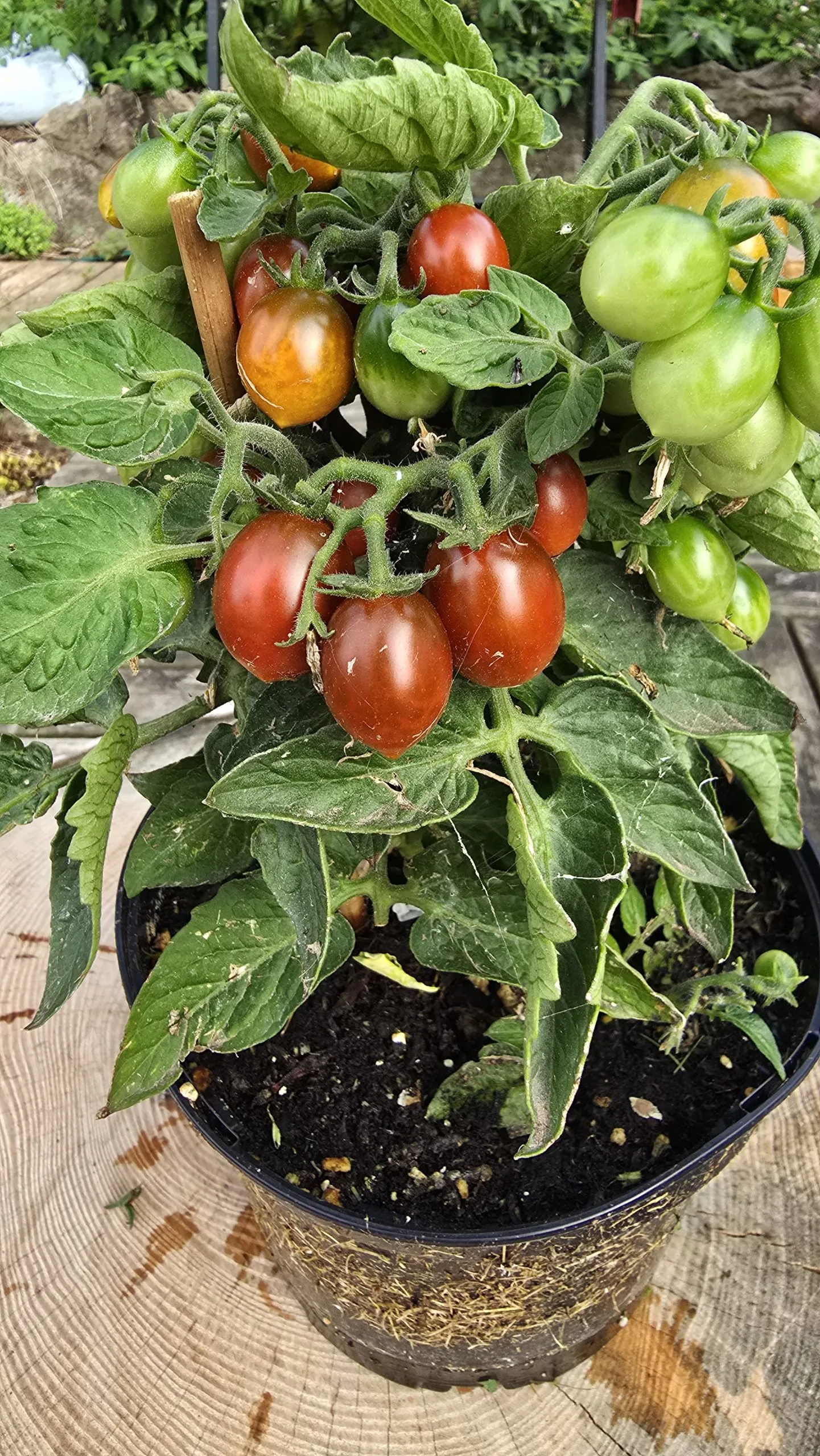 Chocolate Micro Dwarf Tomato Seeds - Image 3