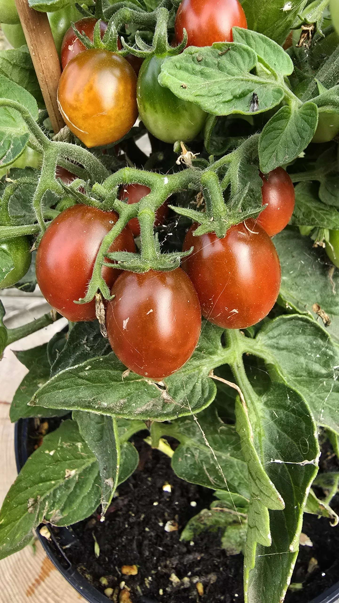 Chocolate Micro Dwarf Tomato Seeds - Image 2