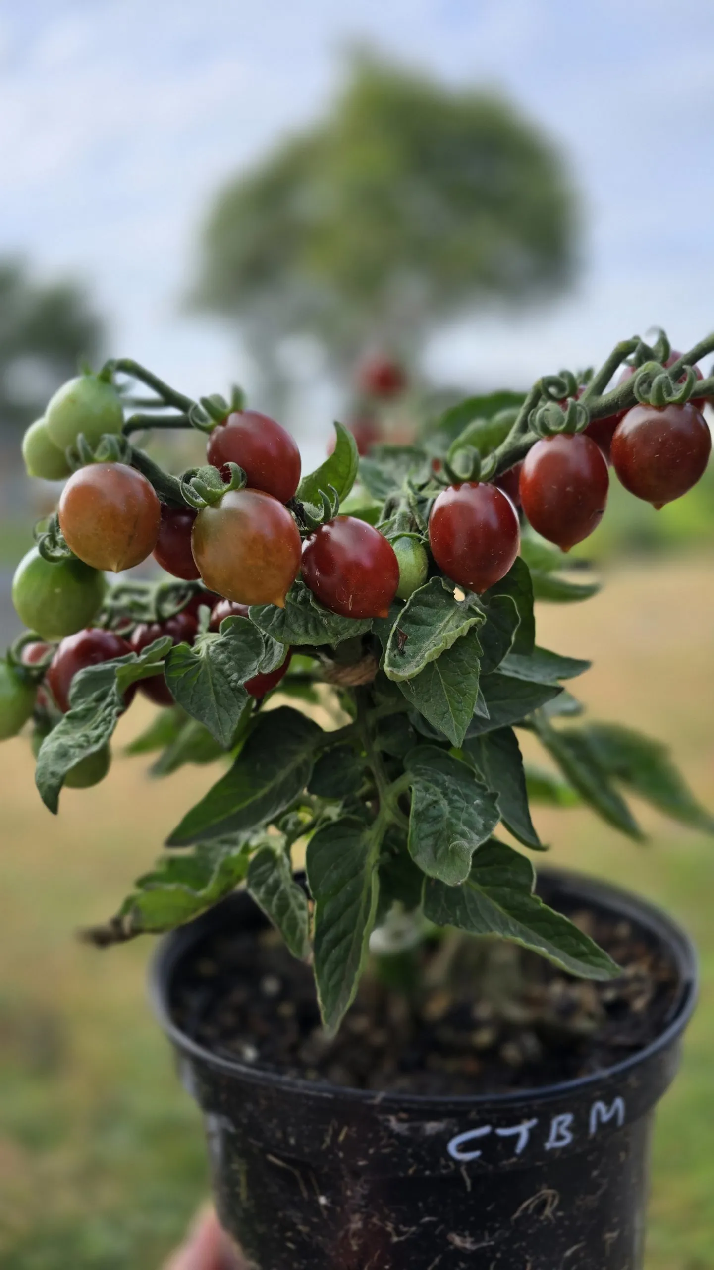 Chocolate Micro Dwarf Tomato Seeds - Image 5