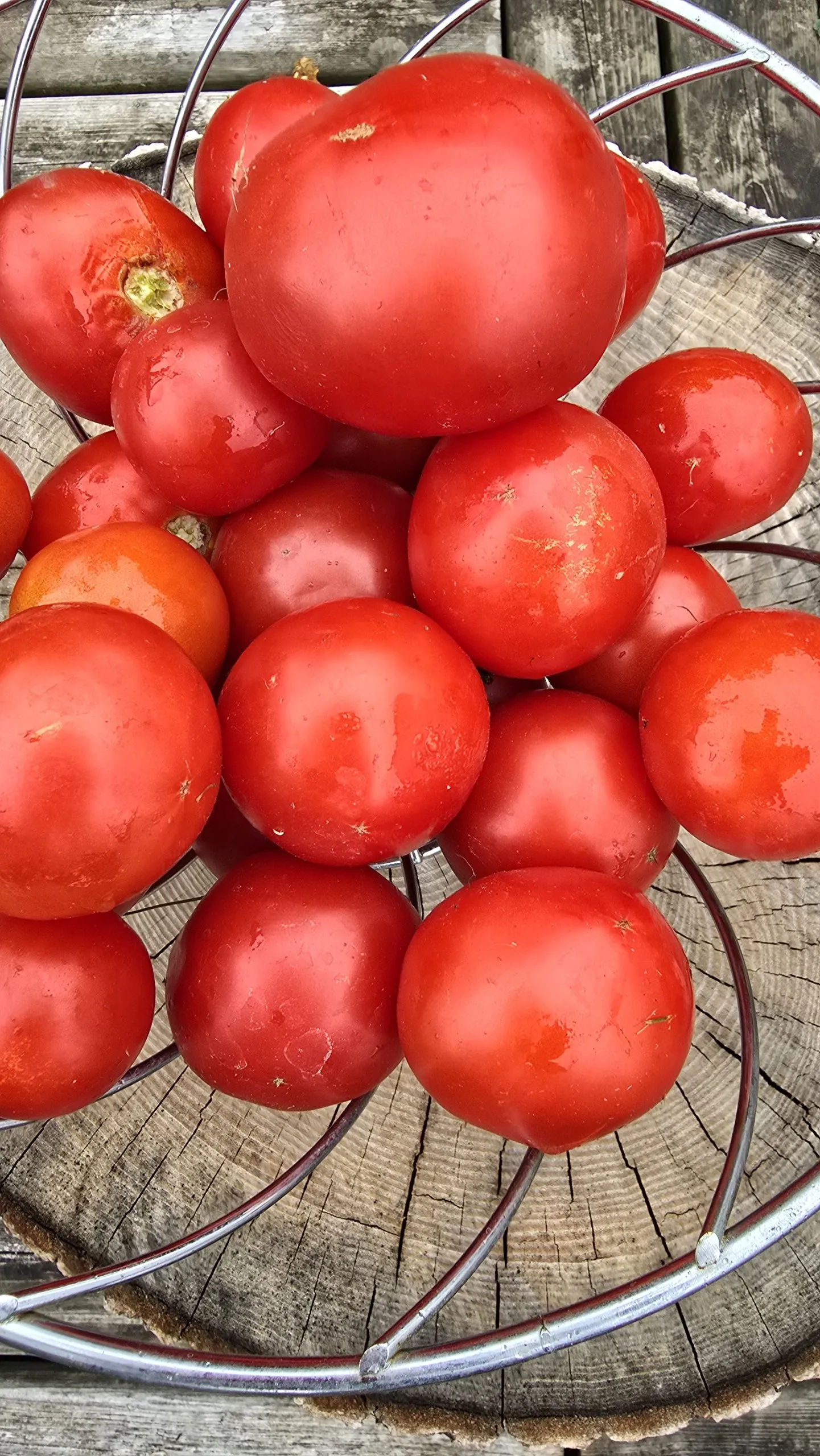 Mongolian Micro Dwarf Tomato Seeds - Image 4