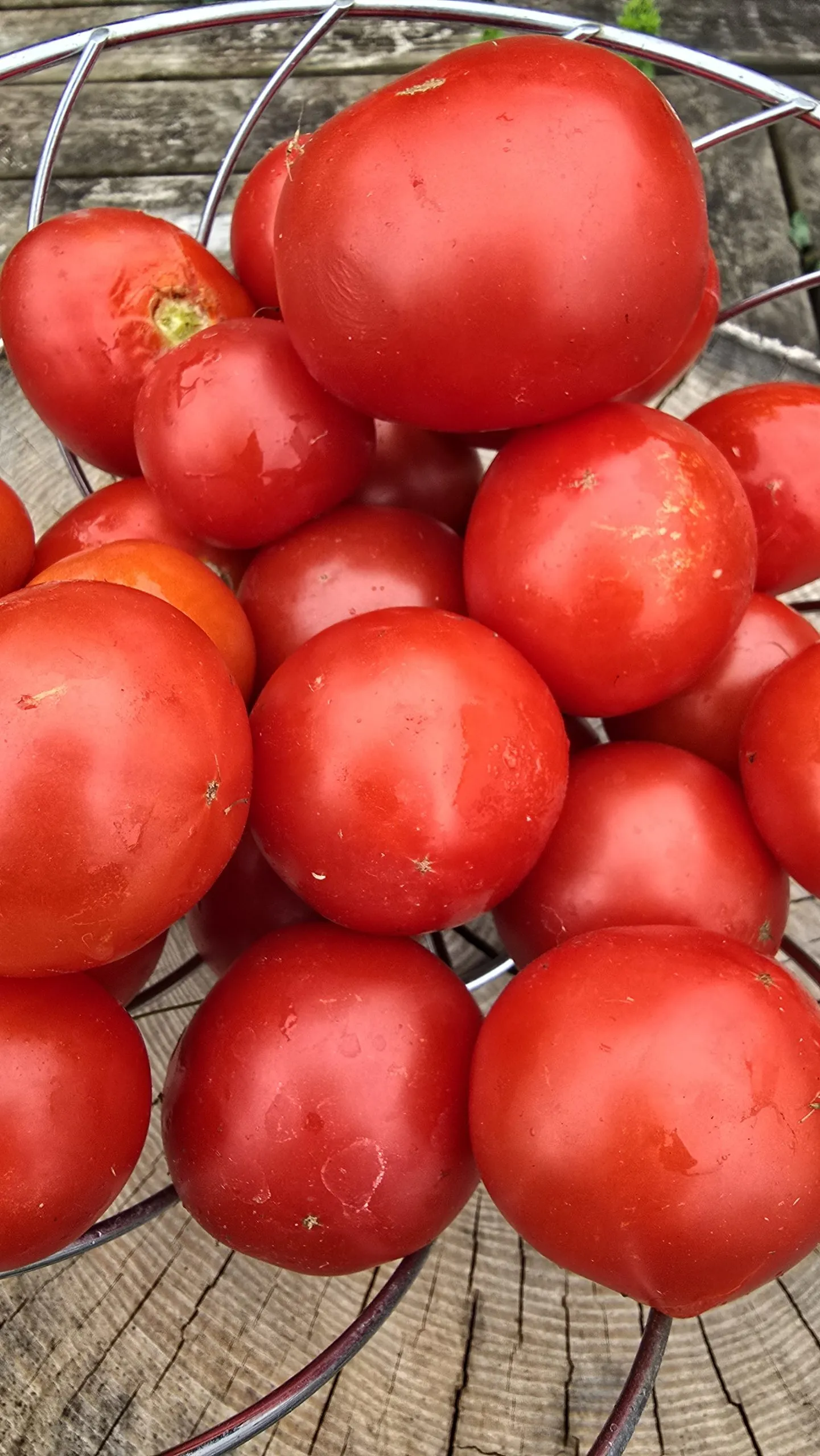 Mongolian Micro Dwarf Tomato Seeds - Image 3