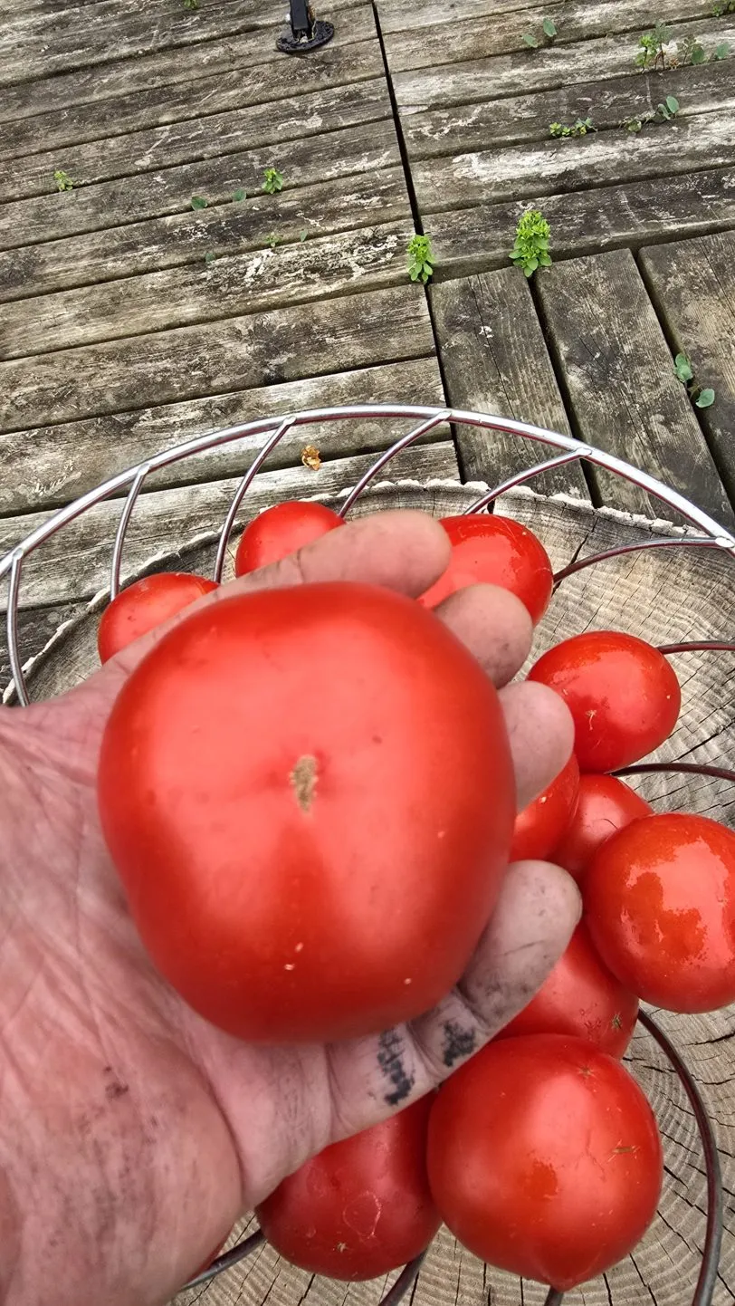 Mongolian Micro Dwarf Tomato Seeds - Image 2
