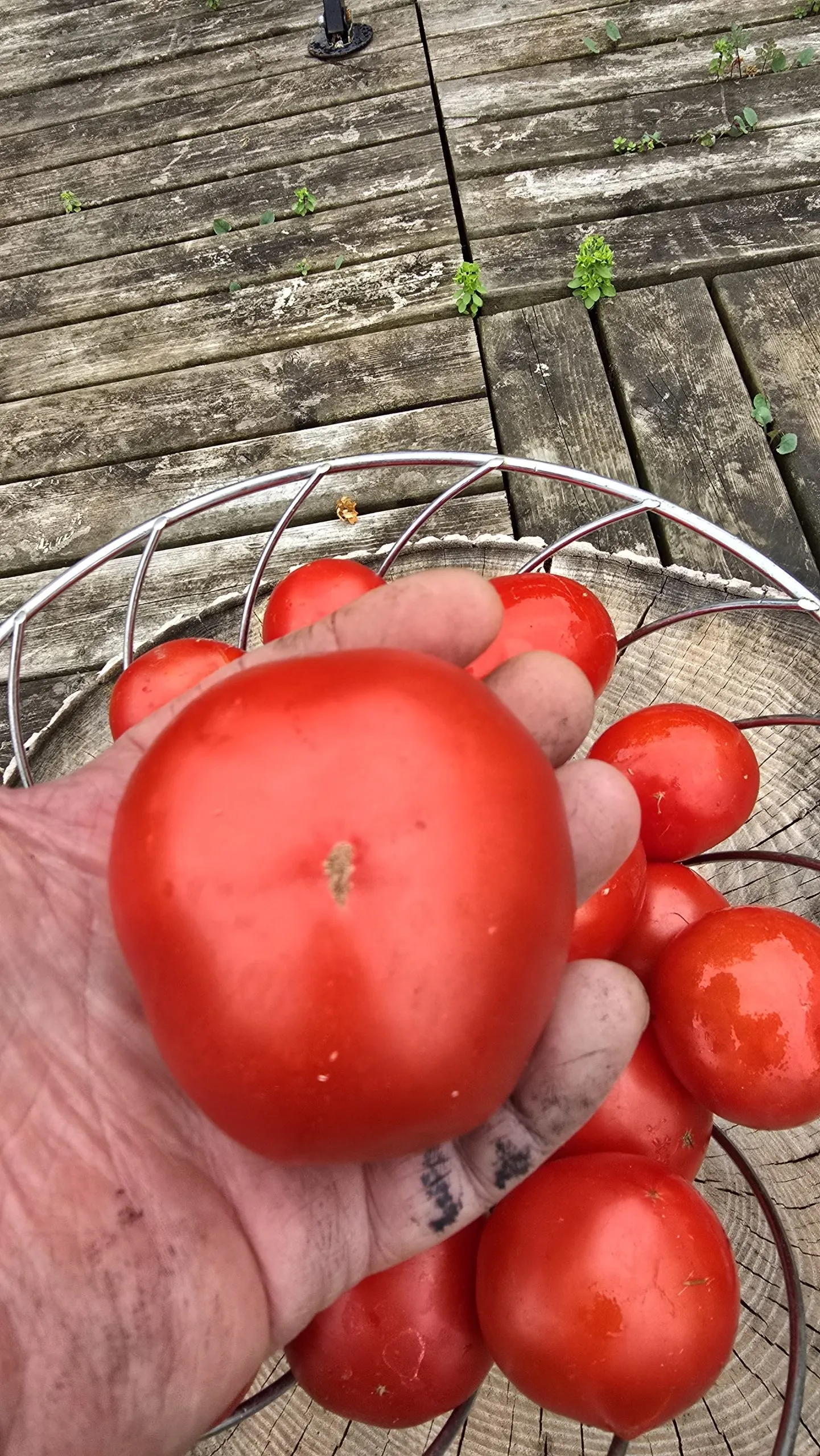 Mongolian Micro Dwarf Tomato Seeds - Image 2