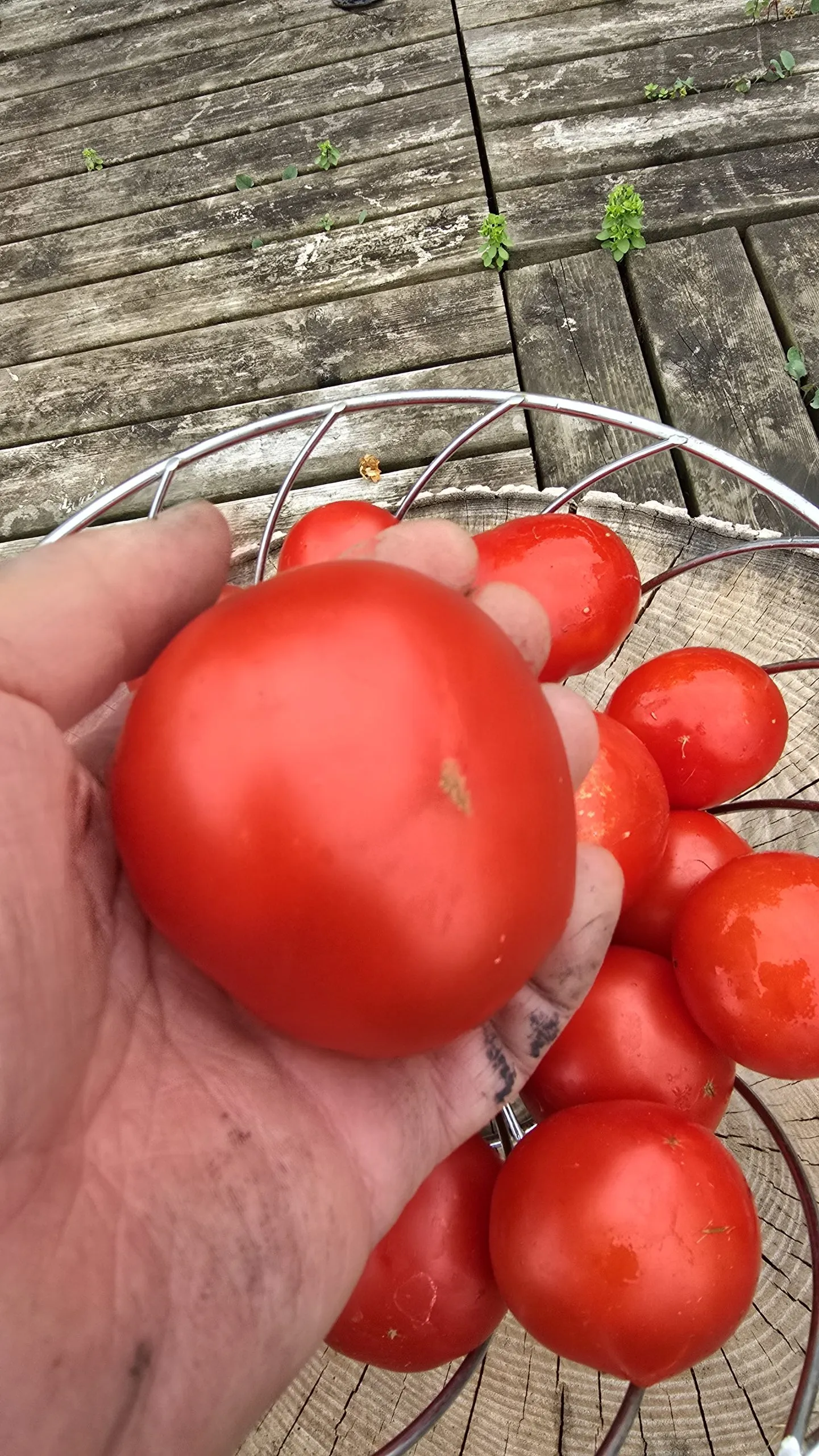 Mongolian Micro Dwarf Tomato Seeds - Image 5