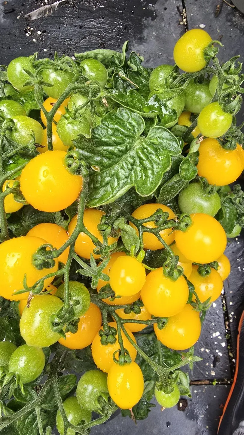 Ghevichi Micro Dwarf Tomato Seeds - Image 3