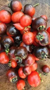 Tartufo Microdwarf Tomato Seeds