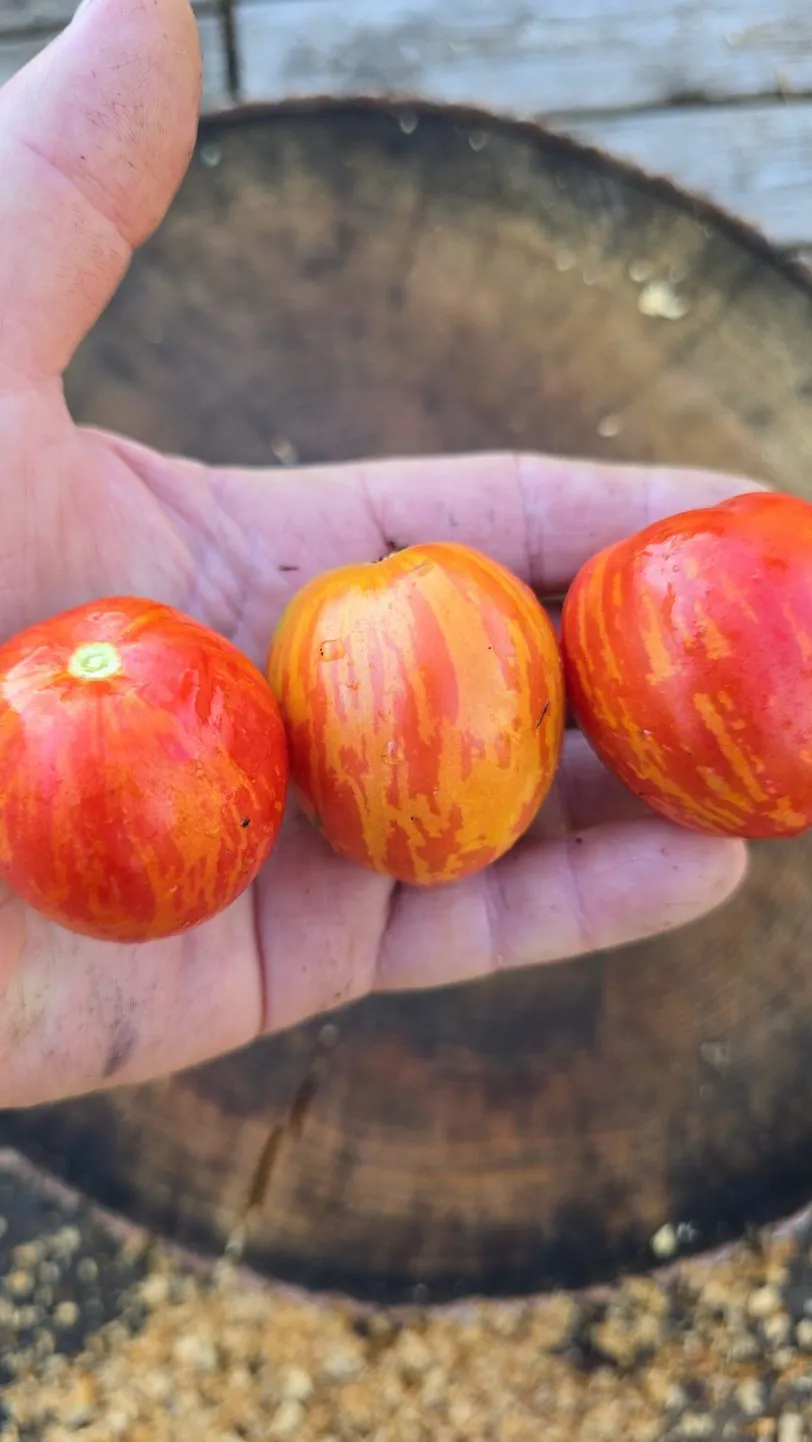Bonte Tiger Micro Dwarf Tomato Seeds - Image 4