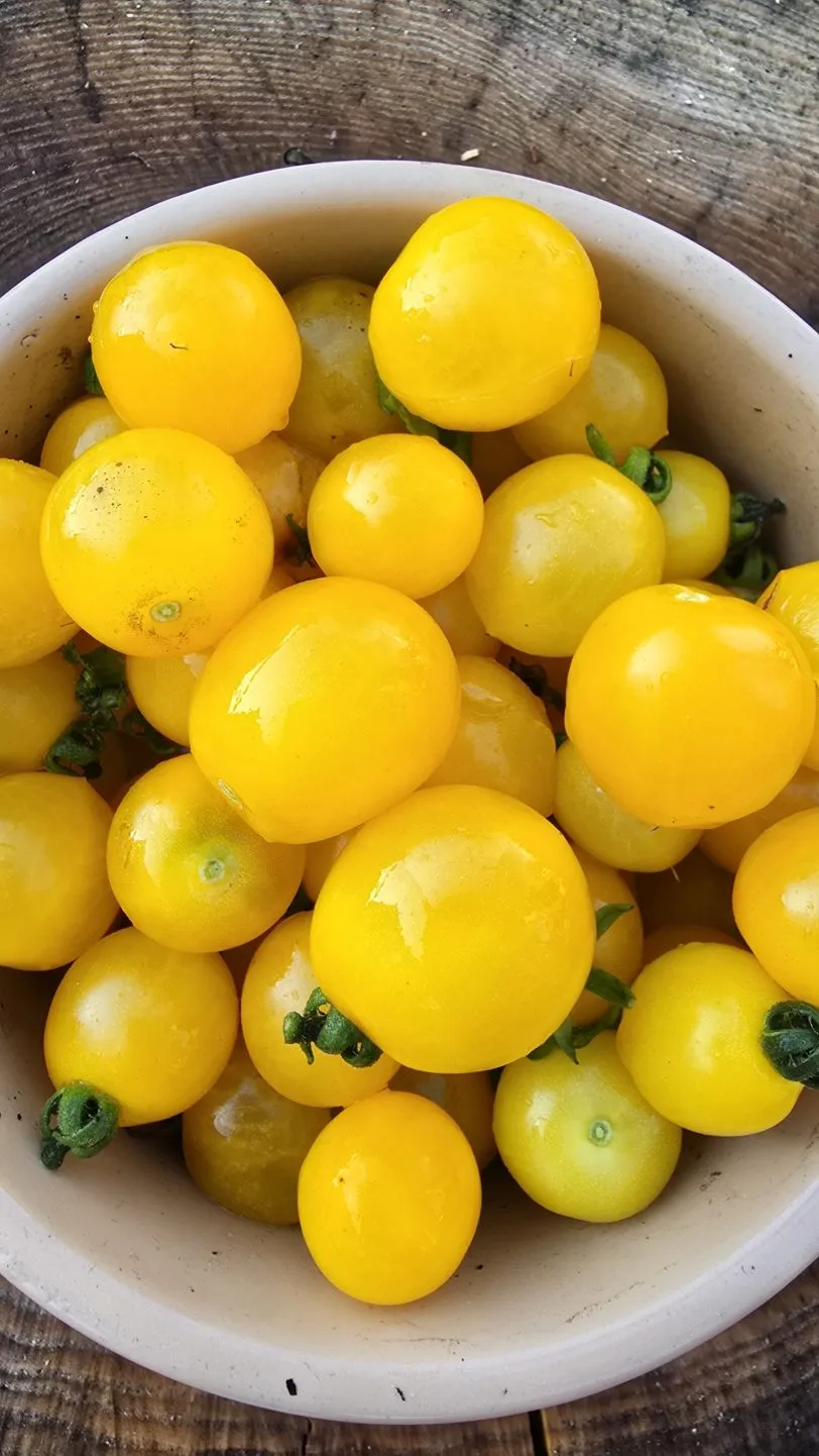 Ghevichi Micro Dwarf Tomato Seeds - Image 4