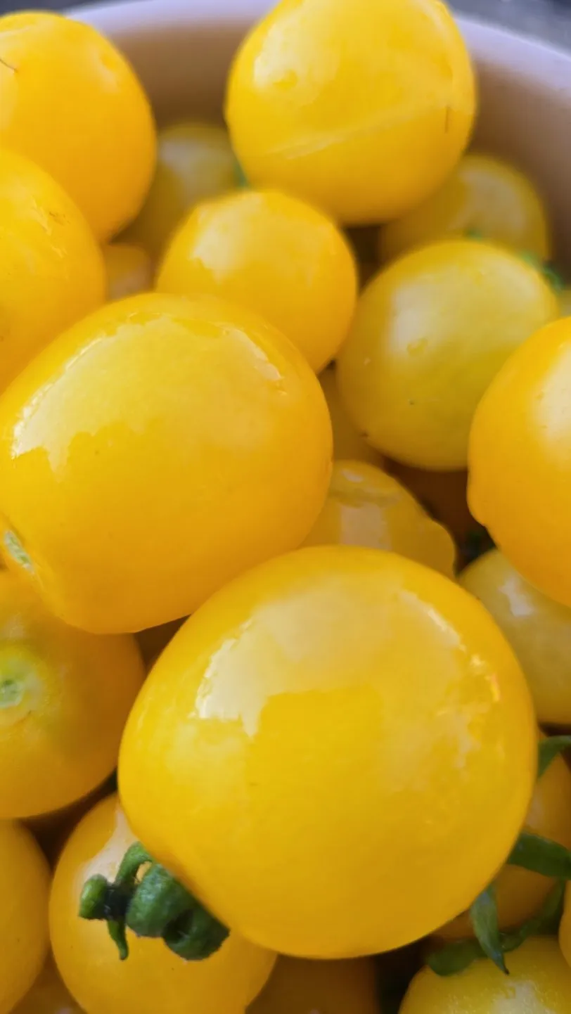 Ghevichi Micro Dwarf Tomato Seeds - Image 5