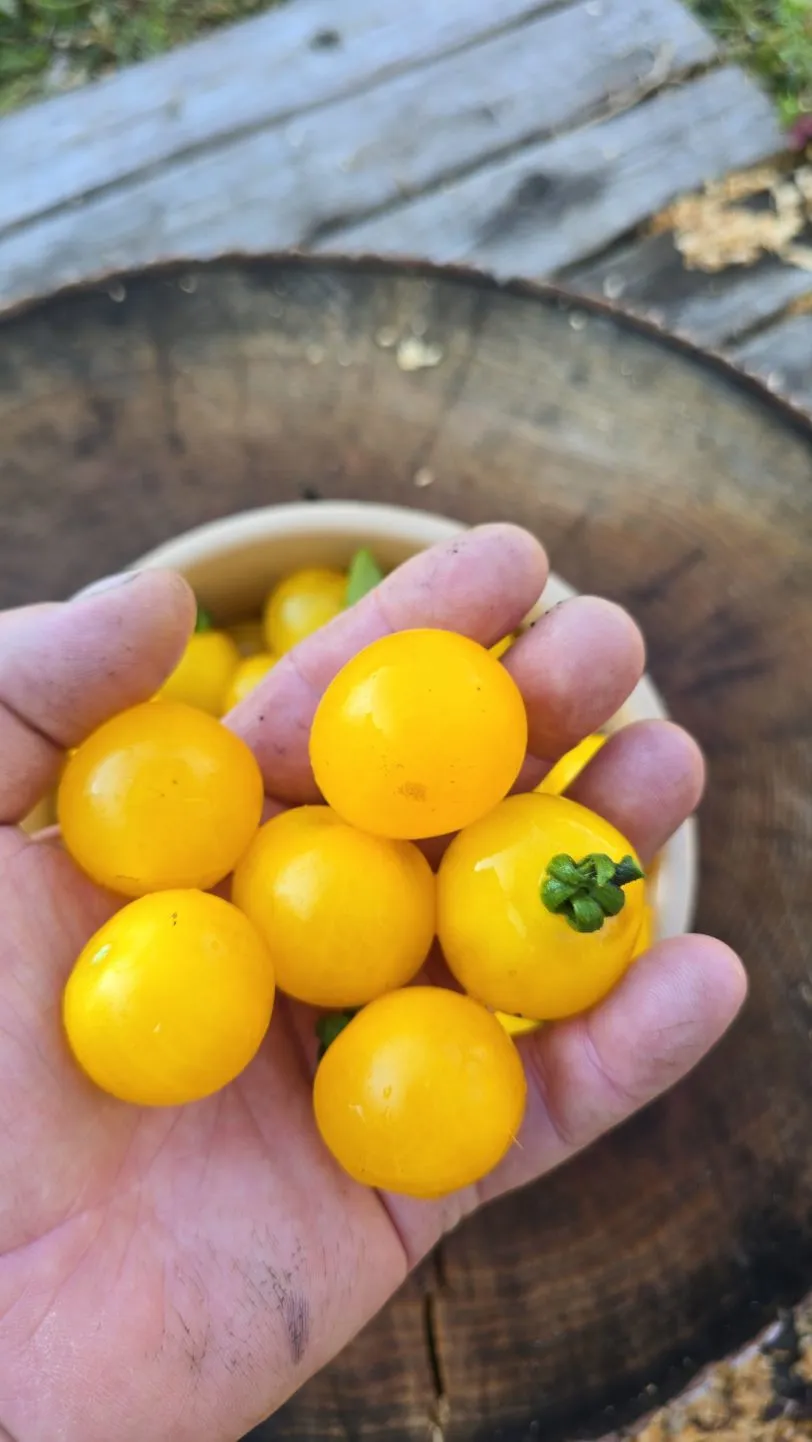 Ghevichi Micro Dwarf Tomato Seeds - Image 6
