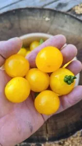 Ghevichi Micro Dwarf Tomato Seeds
