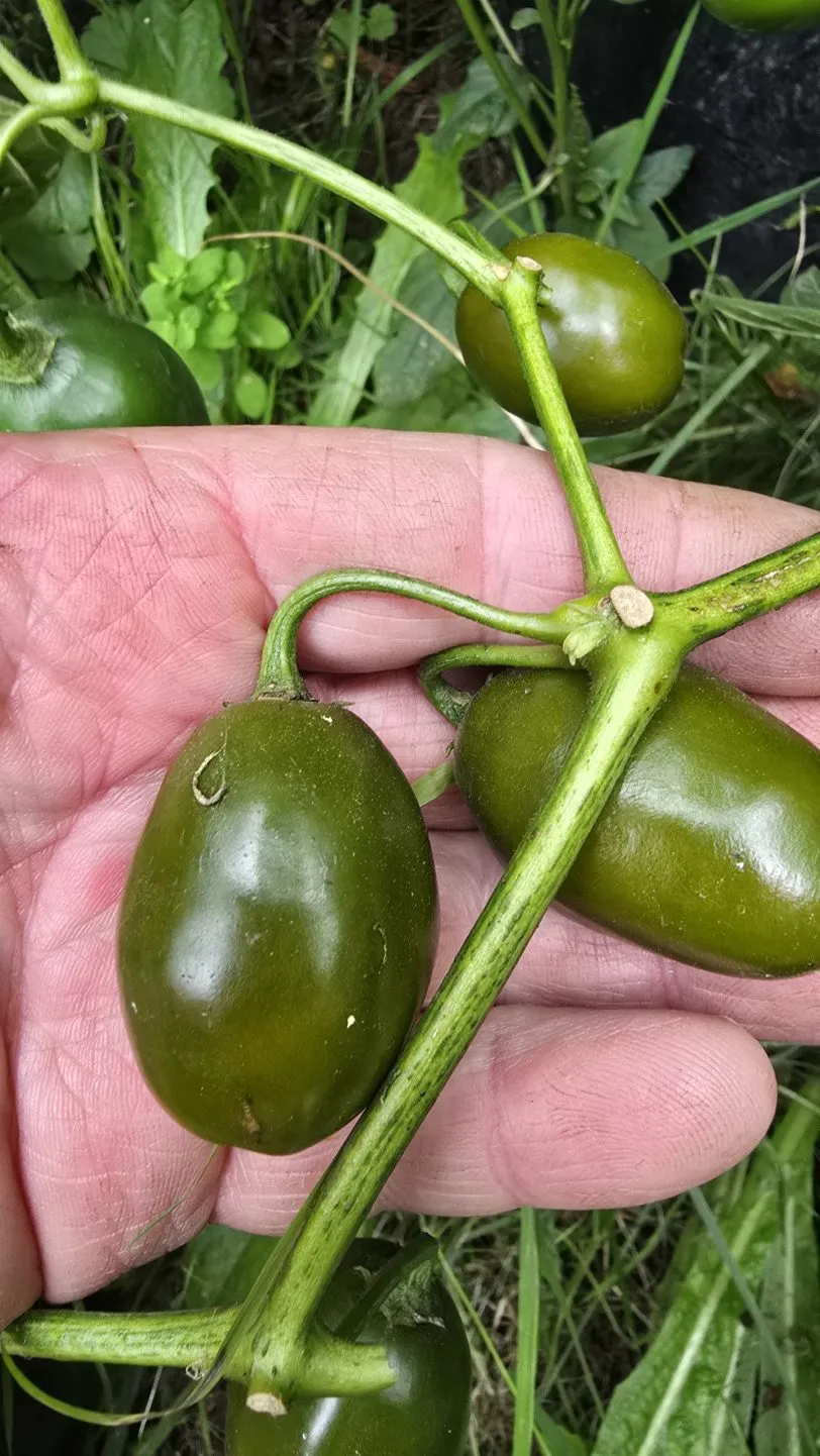 Mini Olive Rocoto Chilli Seeds - Image 2