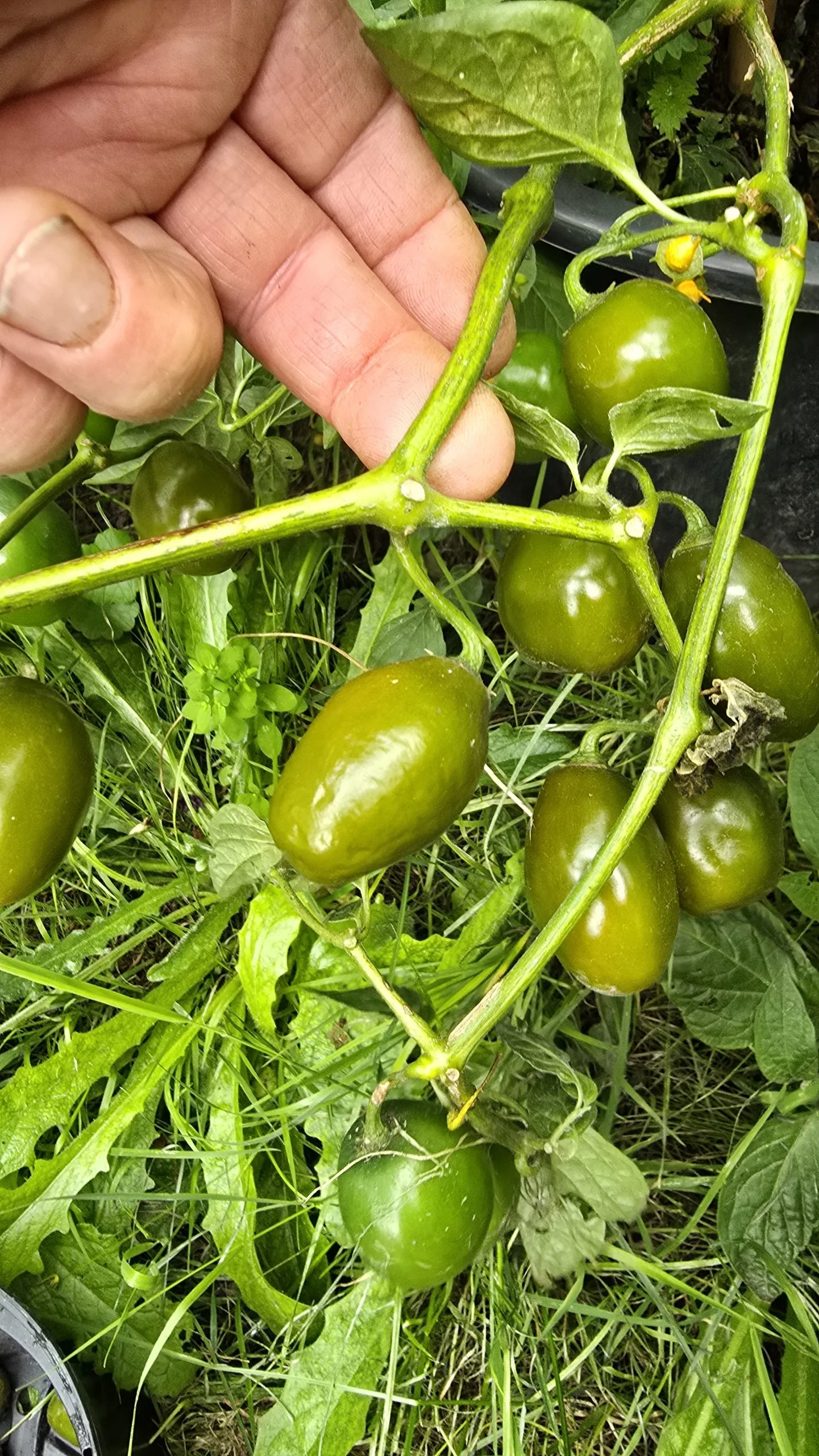 Mini Olive Rocoto Chilli Seeds - Image 4