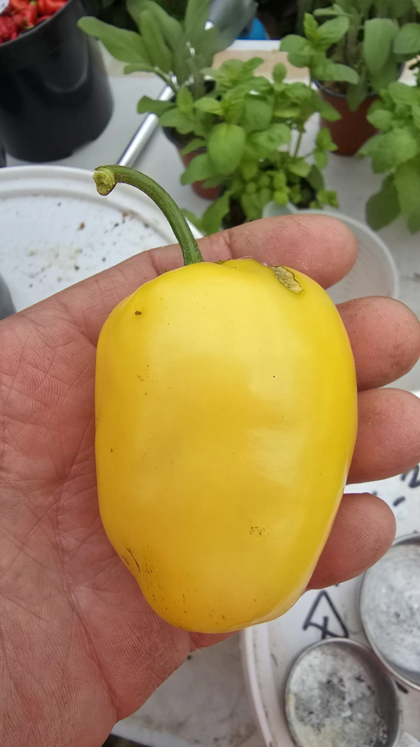 Rocoto White Chilli Seeds - Image 5