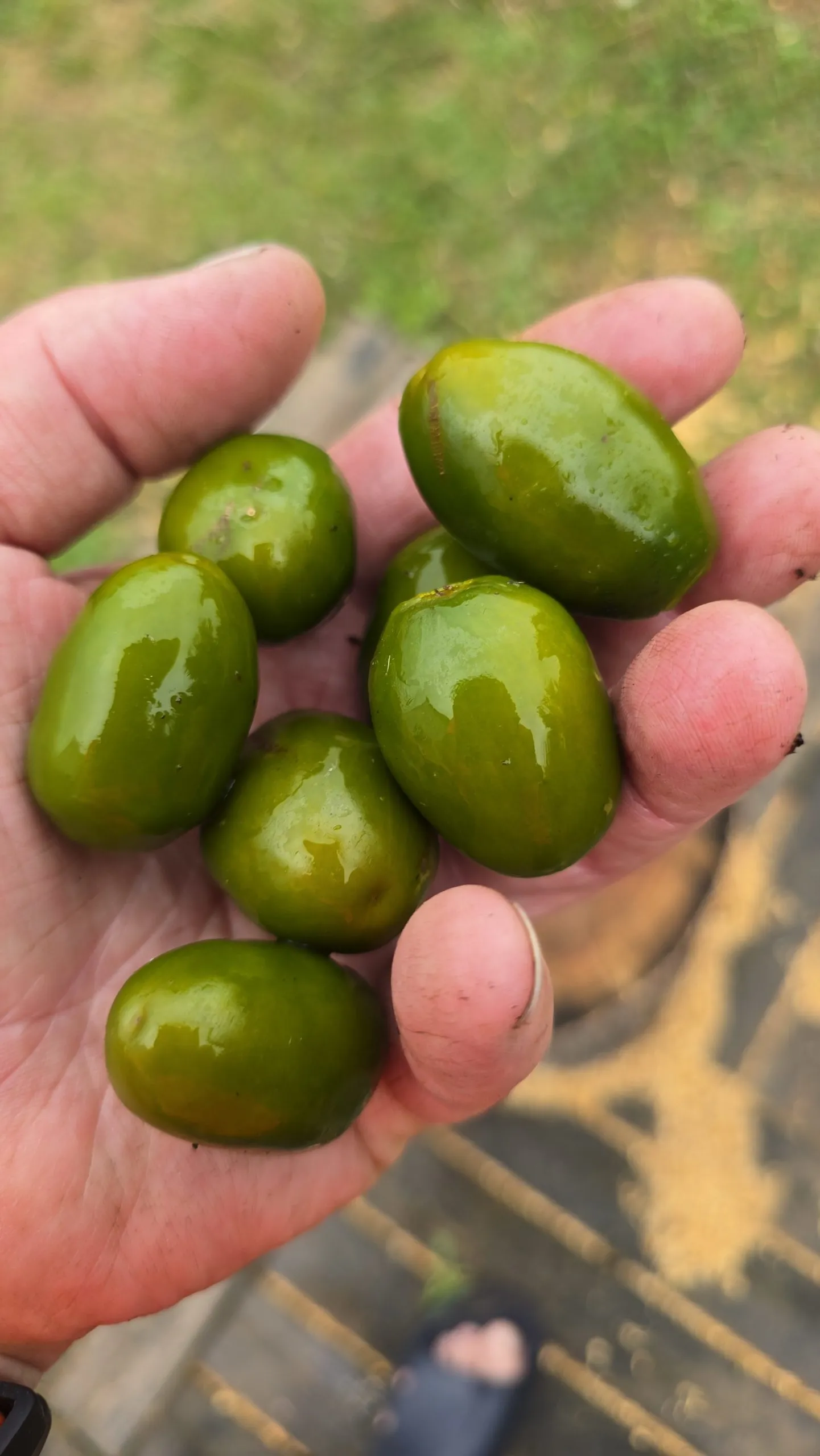 Mini Olive Rocoto Chilli Seeds - Image 8