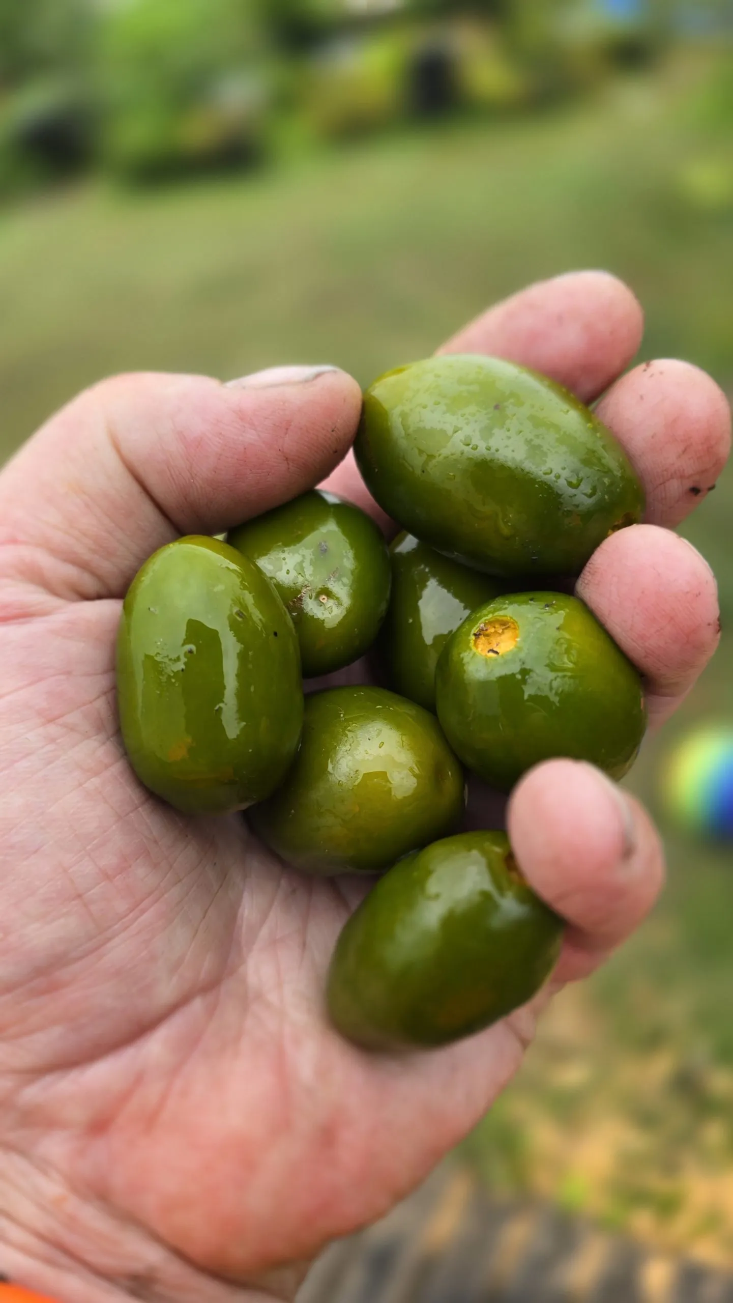 Mini Olive Rocoto Chilli Seeds - Image 7