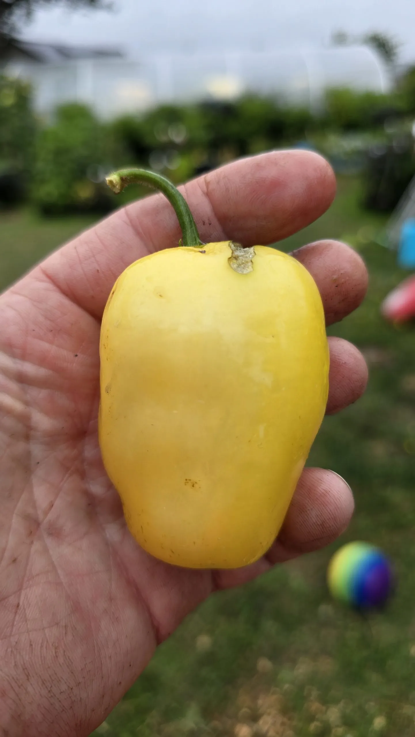 Rocoto White Chilli Seeds - Image 4