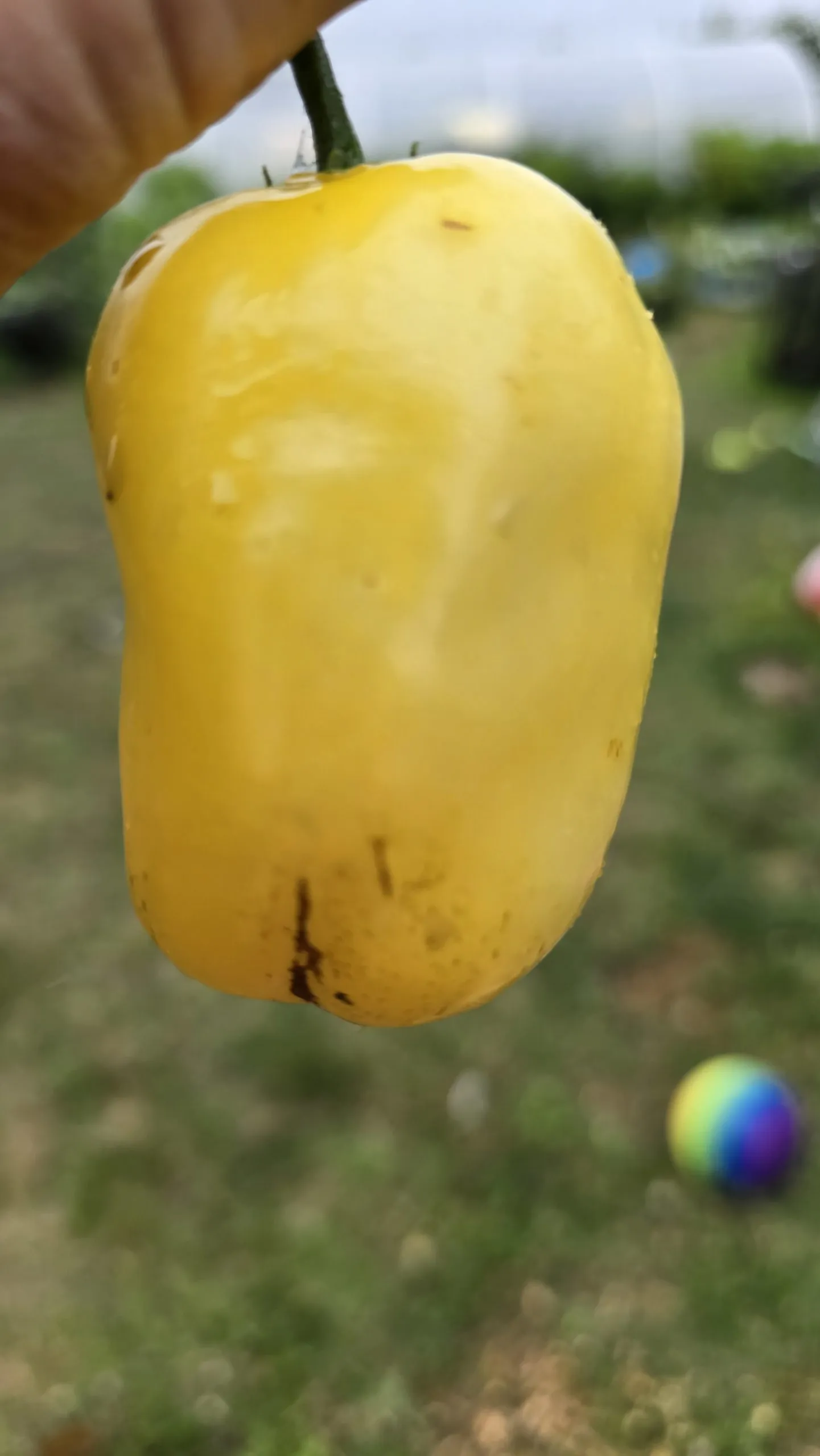 Rocoto White Chilli Seeds - Image 8