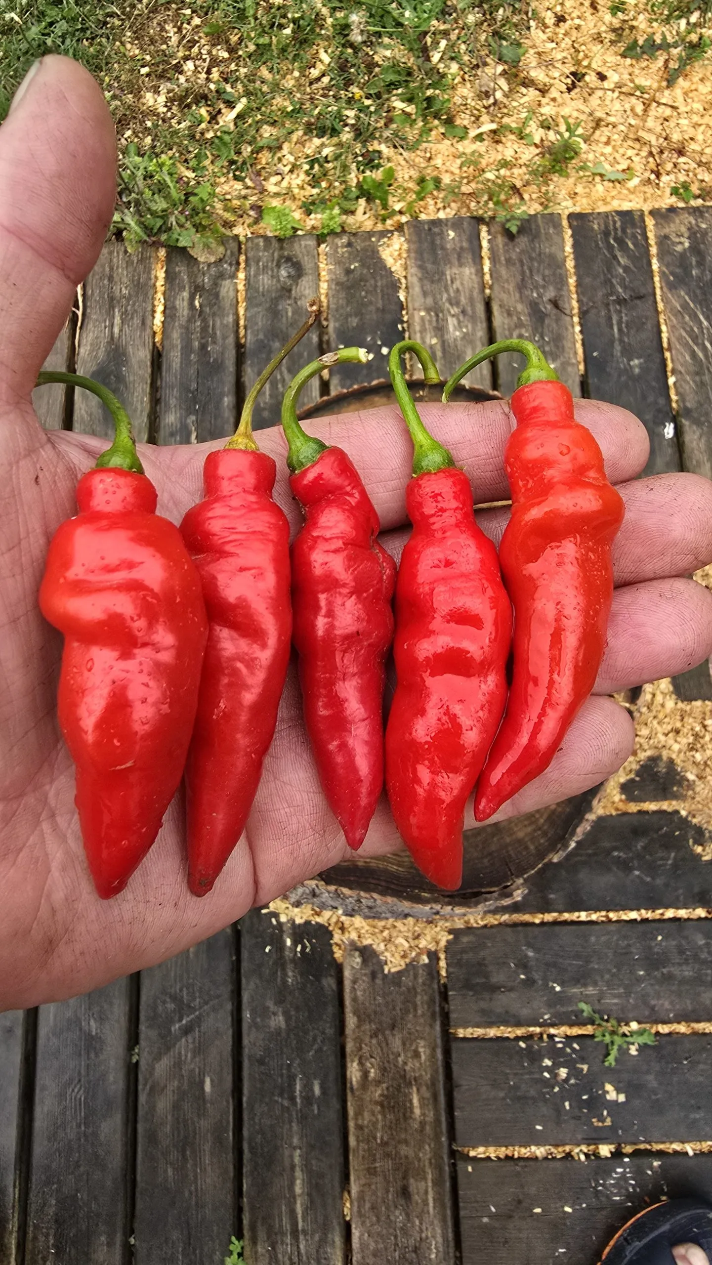 Aji Largo Rocoto Chilli Seeds - Image 7