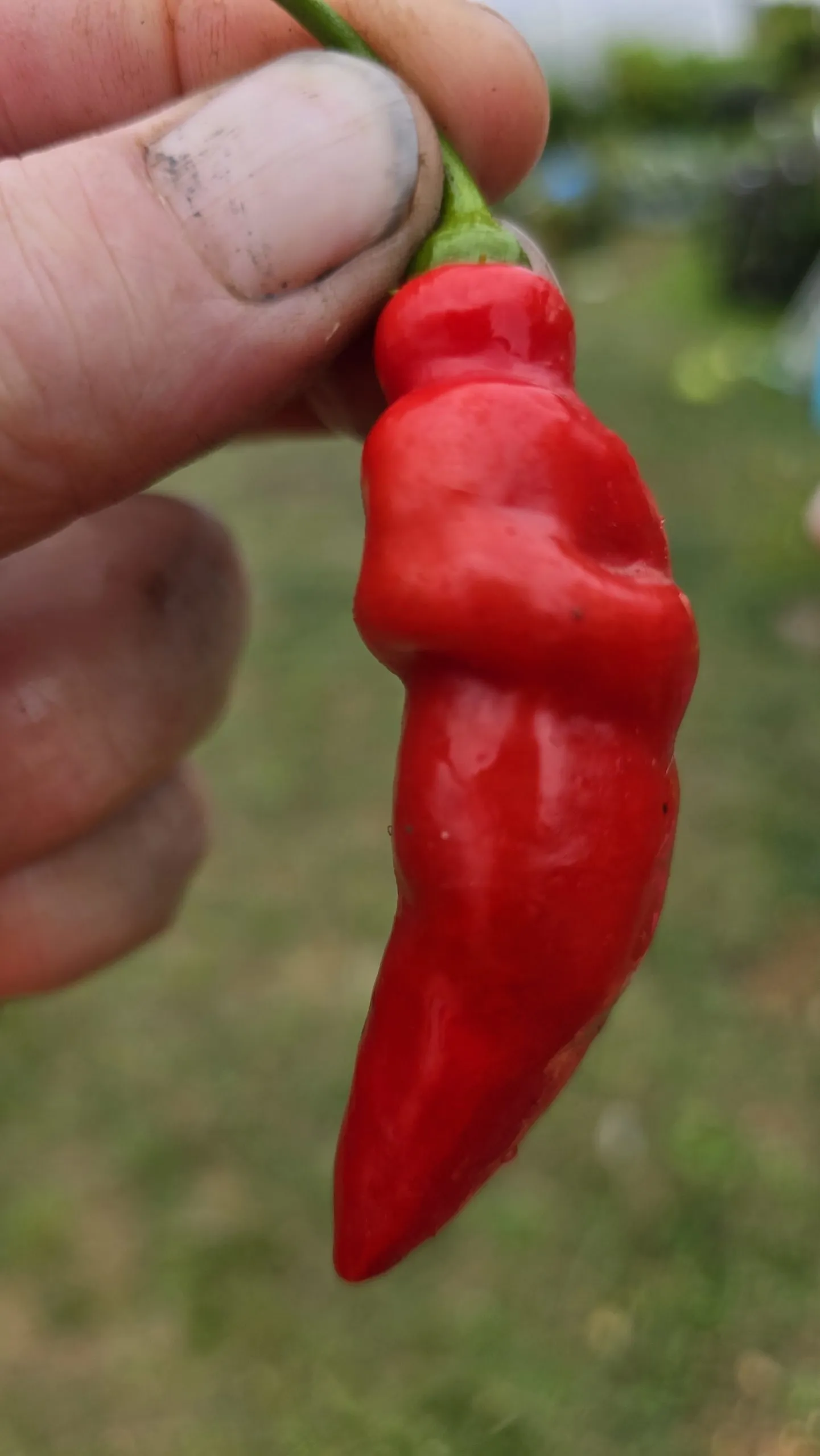 Aji Largo Rocoto Chilli Seeds - Image 6