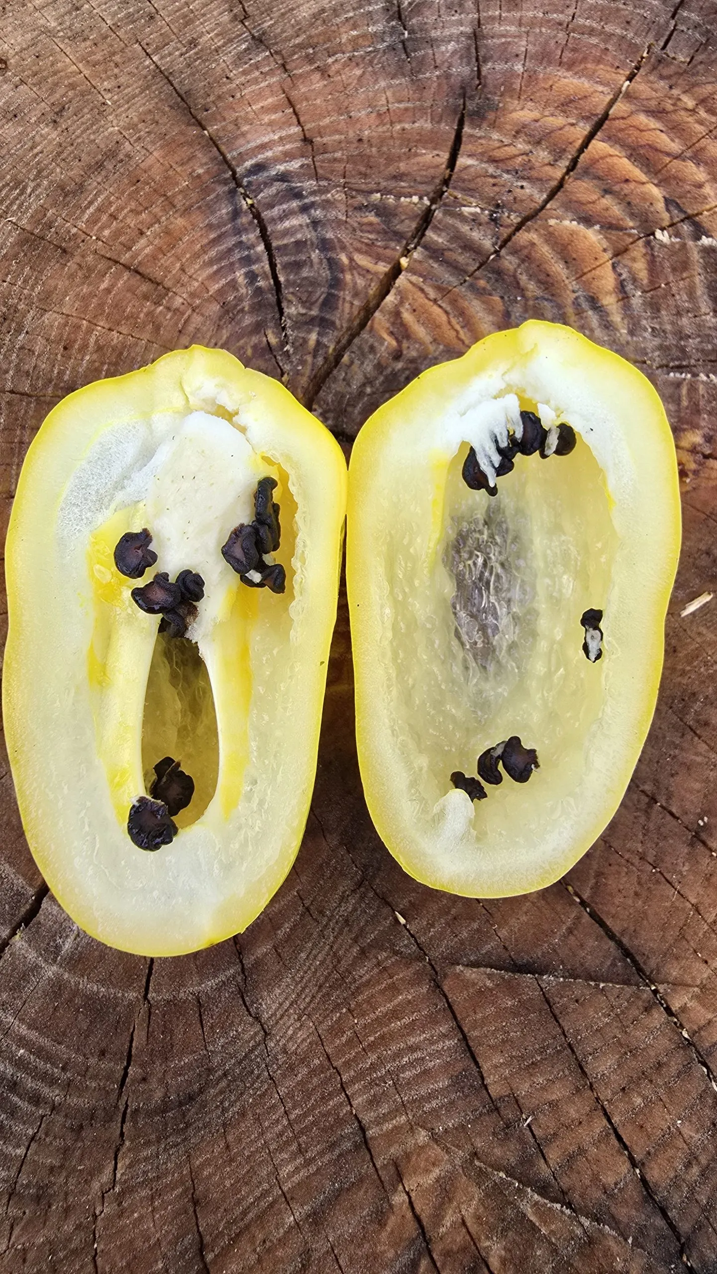 Rocoto White Chilli Seeds - Image 2