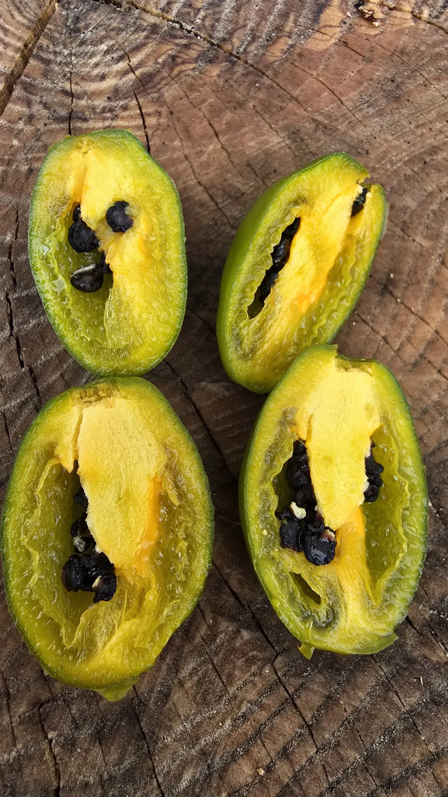 Mini Olive Rocoto Chilli Seeds - Image 5