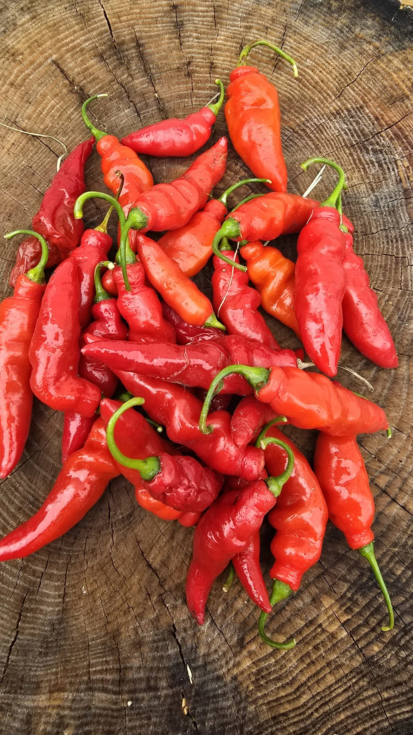 Aji Largo Rocoto Chilli Seeds - Image 4