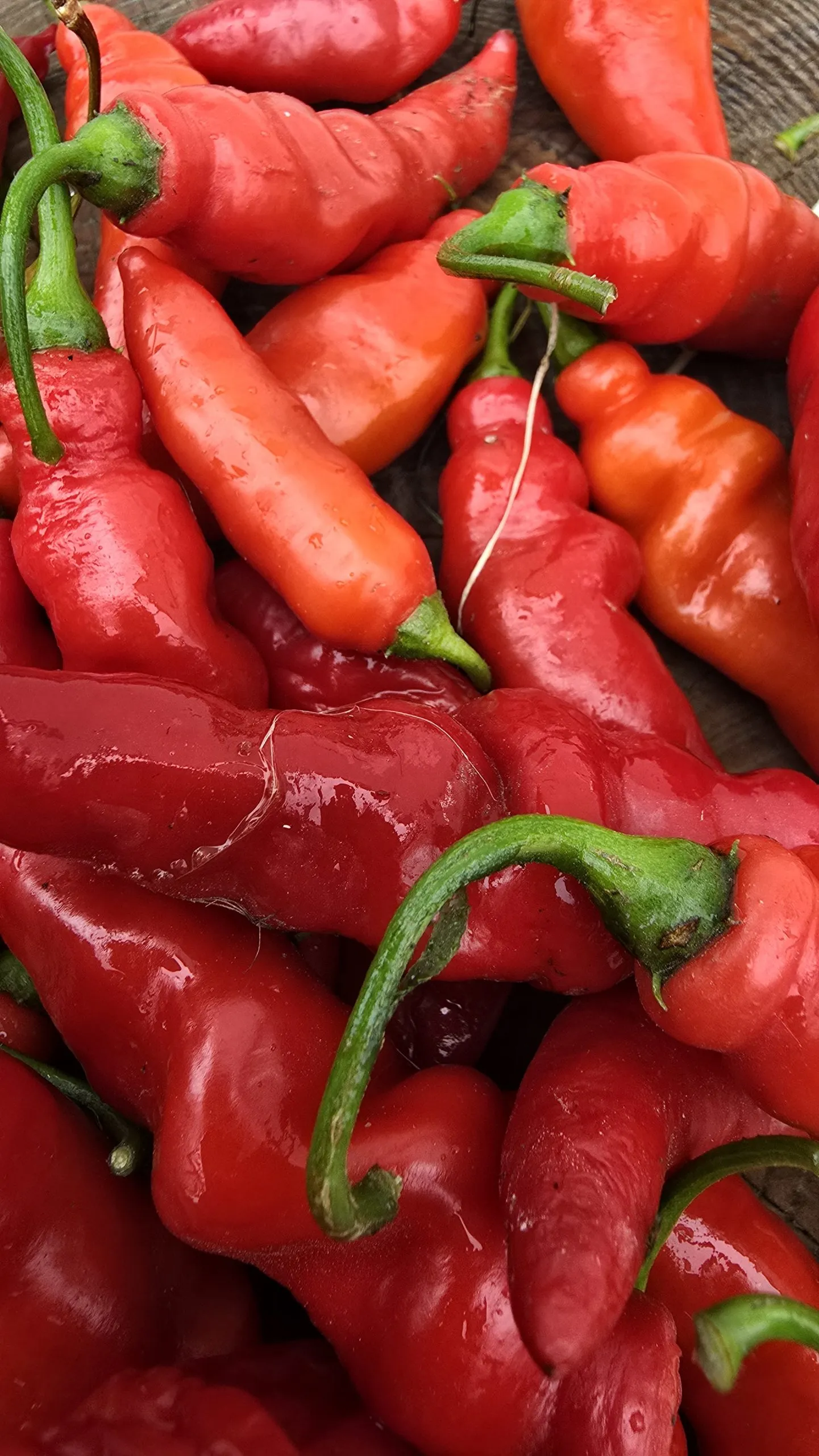 Aji Largo Rocoto Chilli Seeds - Image 5