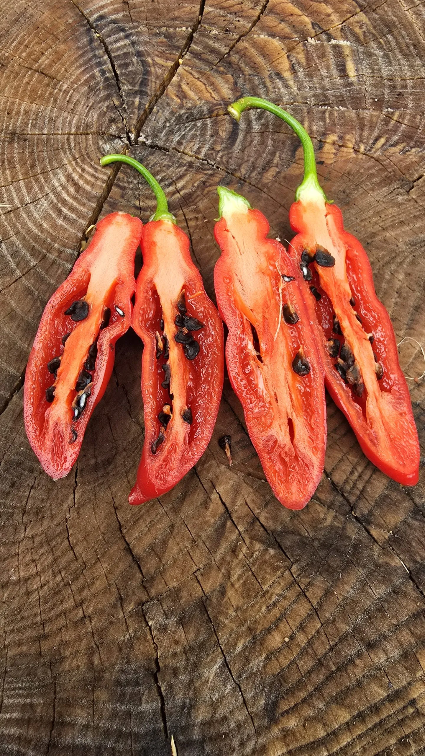 Aji Largo Rocoto Chilli Seeds - Image 3