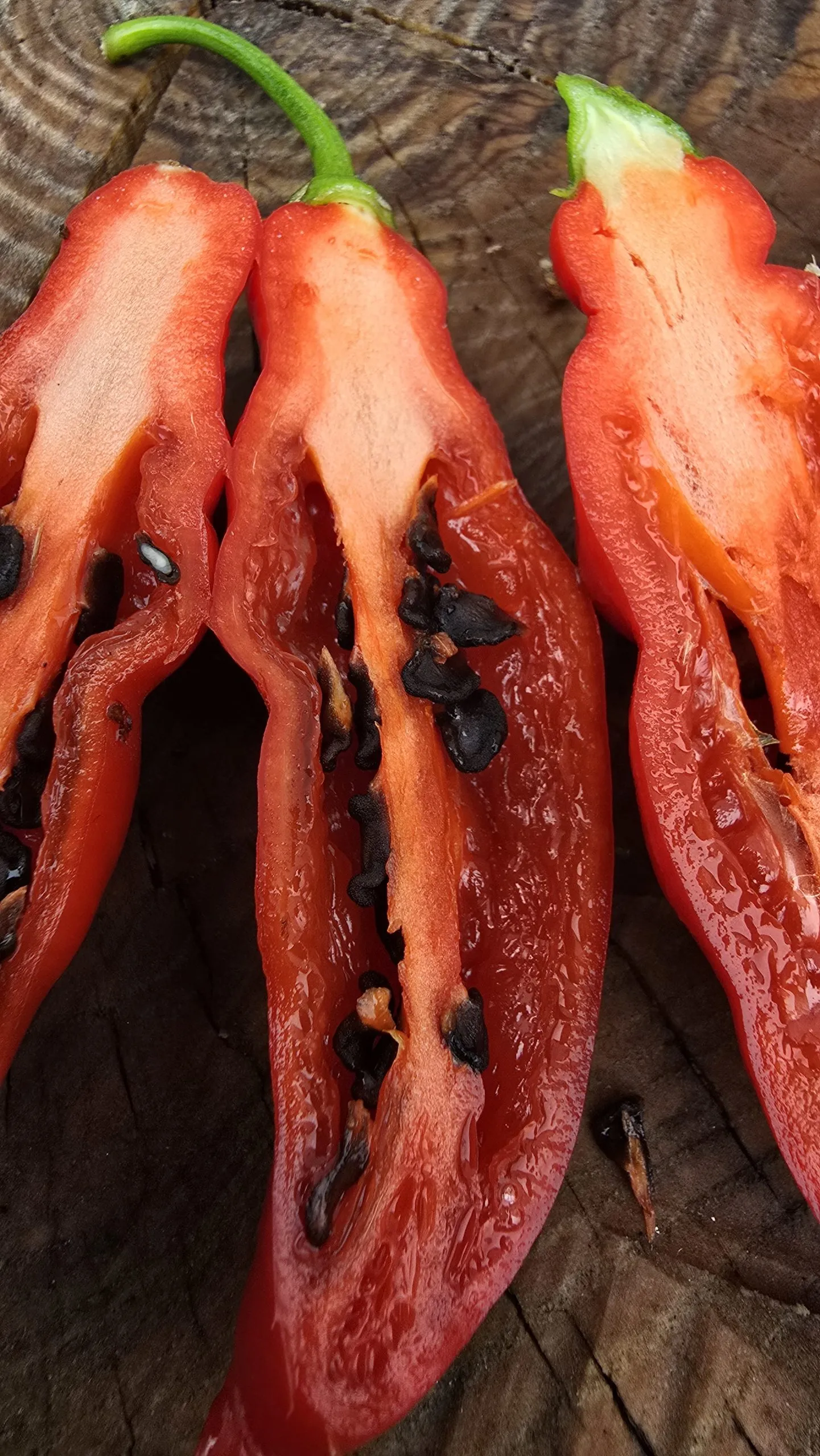 Aji Largo Rocoto Chilli Seeds - Image 2