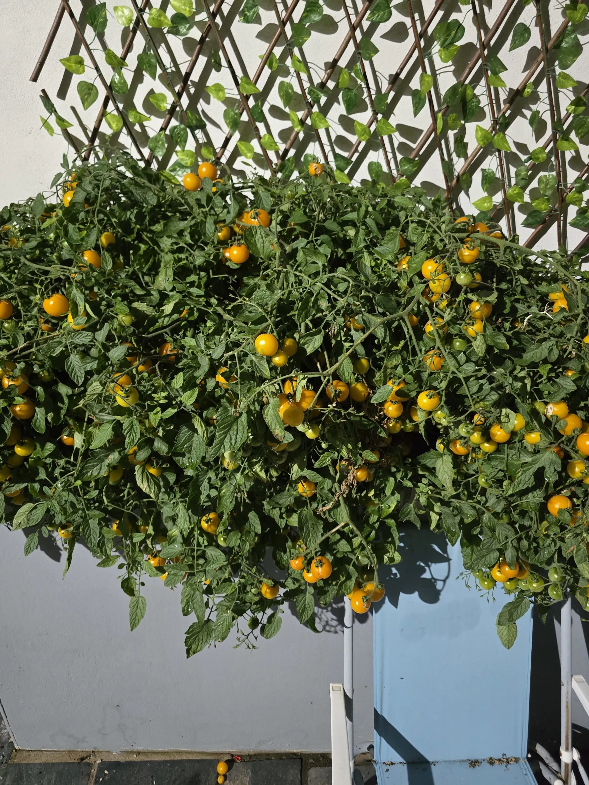 Tumbling Tom Seeds Double Pack - Image 2