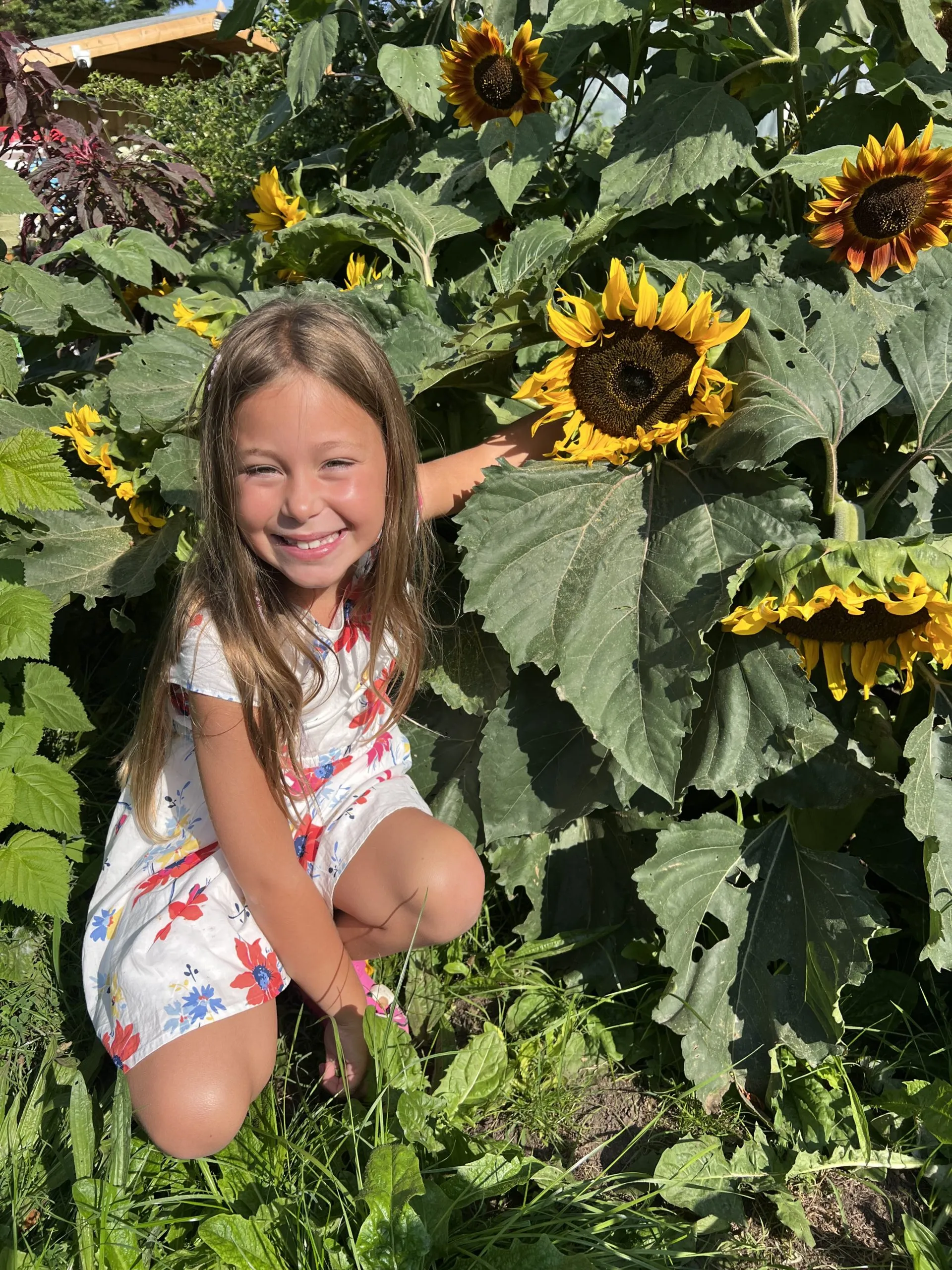 Sun Spot Dwarf Cola Sunflower Seeds - Image 2