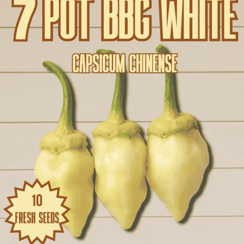 7 Pot BBG White Chilli Seeds