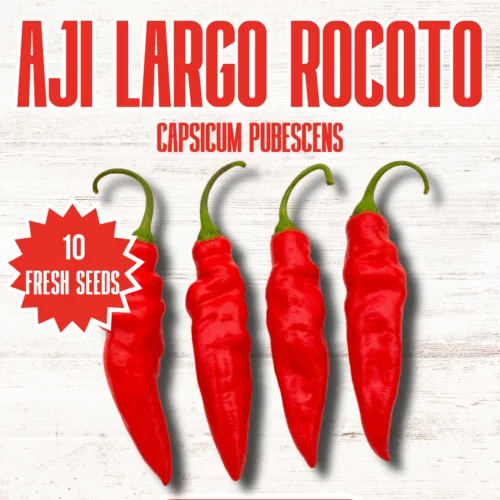 Aji Largo Rocoto Chilli Seeds