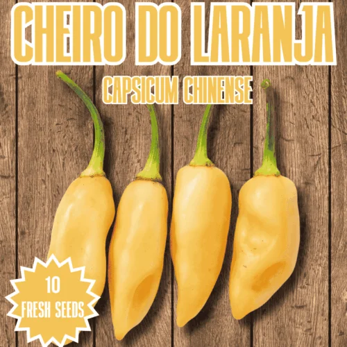 Cheiro do Laranja Chilli Seeds