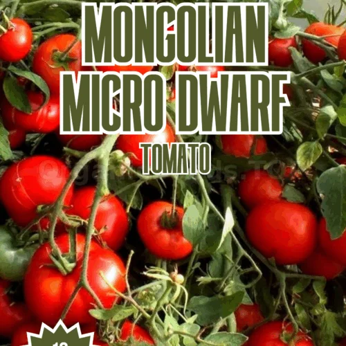 Mongolian Micro Dwarf Tomato Seeds
