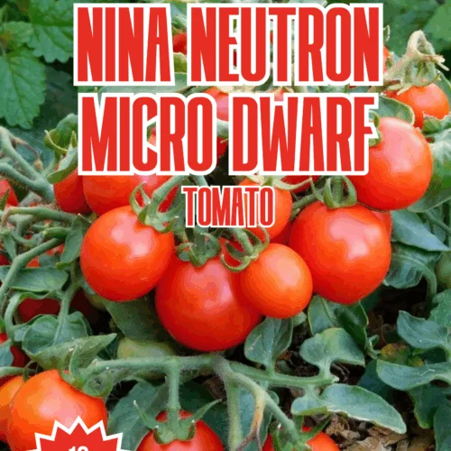 Nina Neutron Micro Dwarf Tomato Seeds