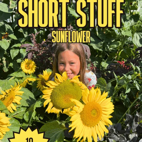 Short Stuff Sunflower Seeds