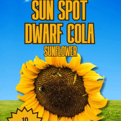 Sun Spot Dwarf Cola Sunflower Seeds