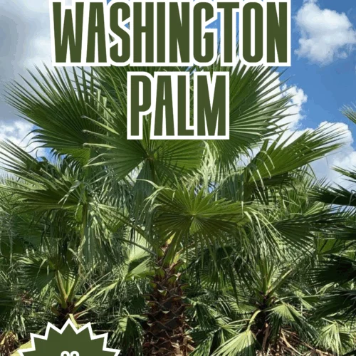 Washington Palm Seeds