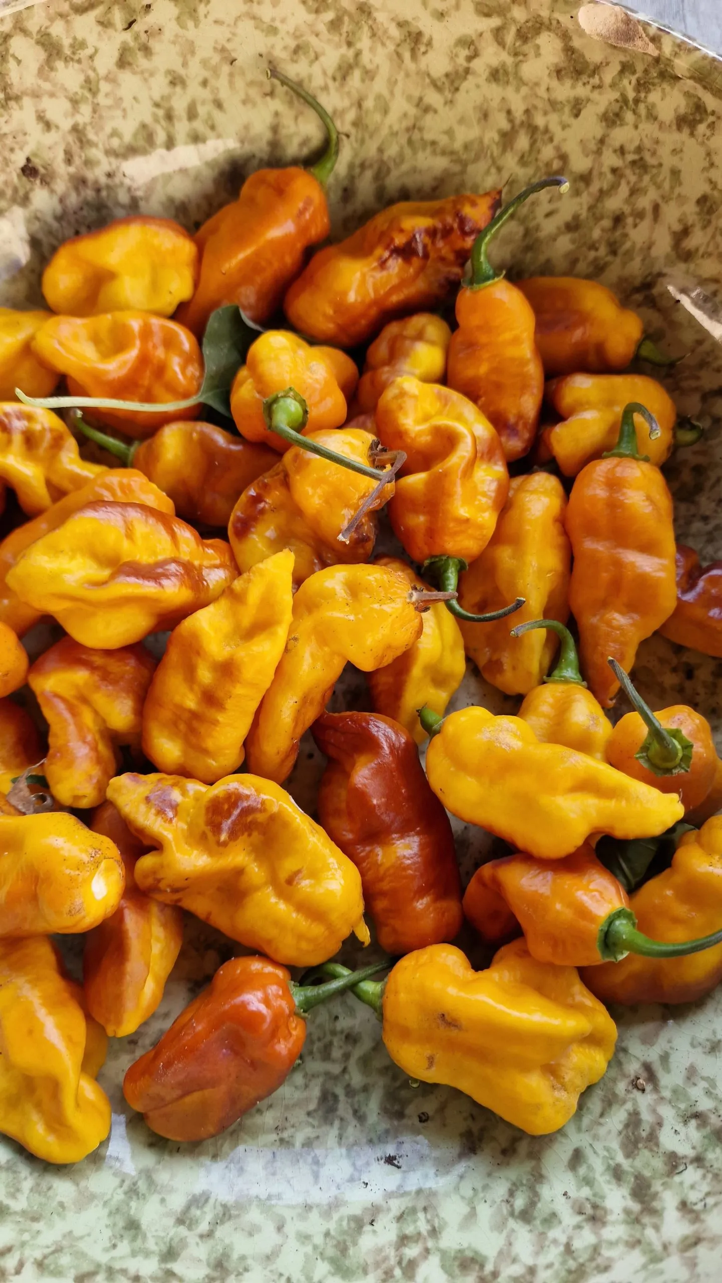 Batman Pineapple Habanero Chilli Seeds - Image 3