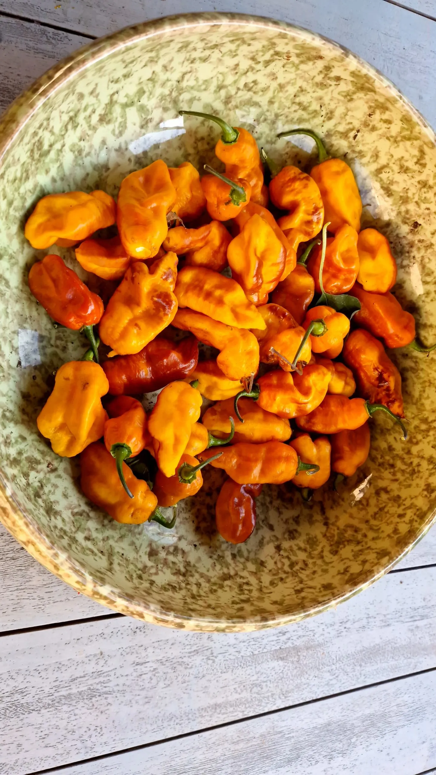 Batman Pineapple Habanero Chilli Seeds - Image 5