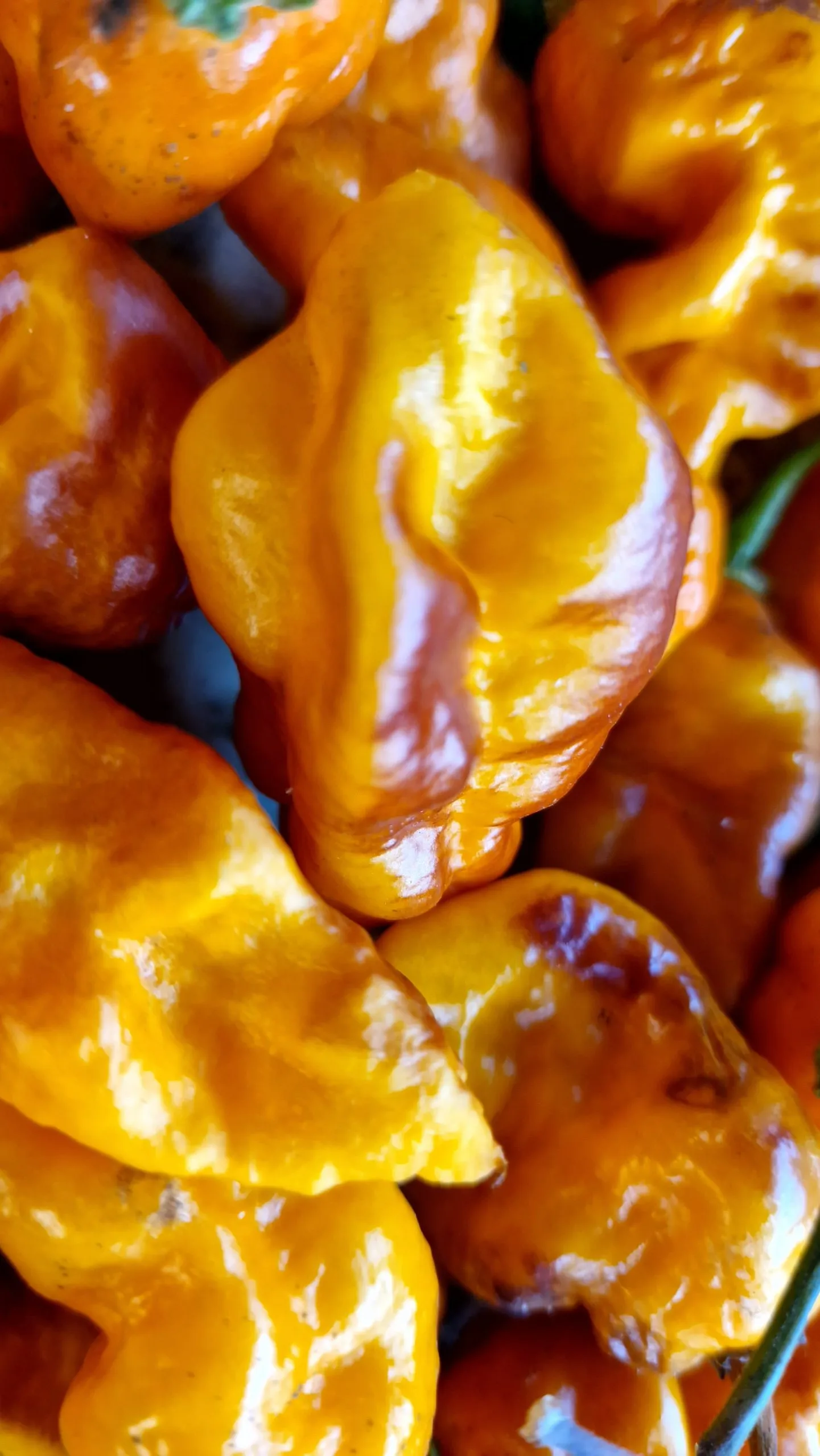 Batman Pineapple Habanero Chilli Seeds - Image 4