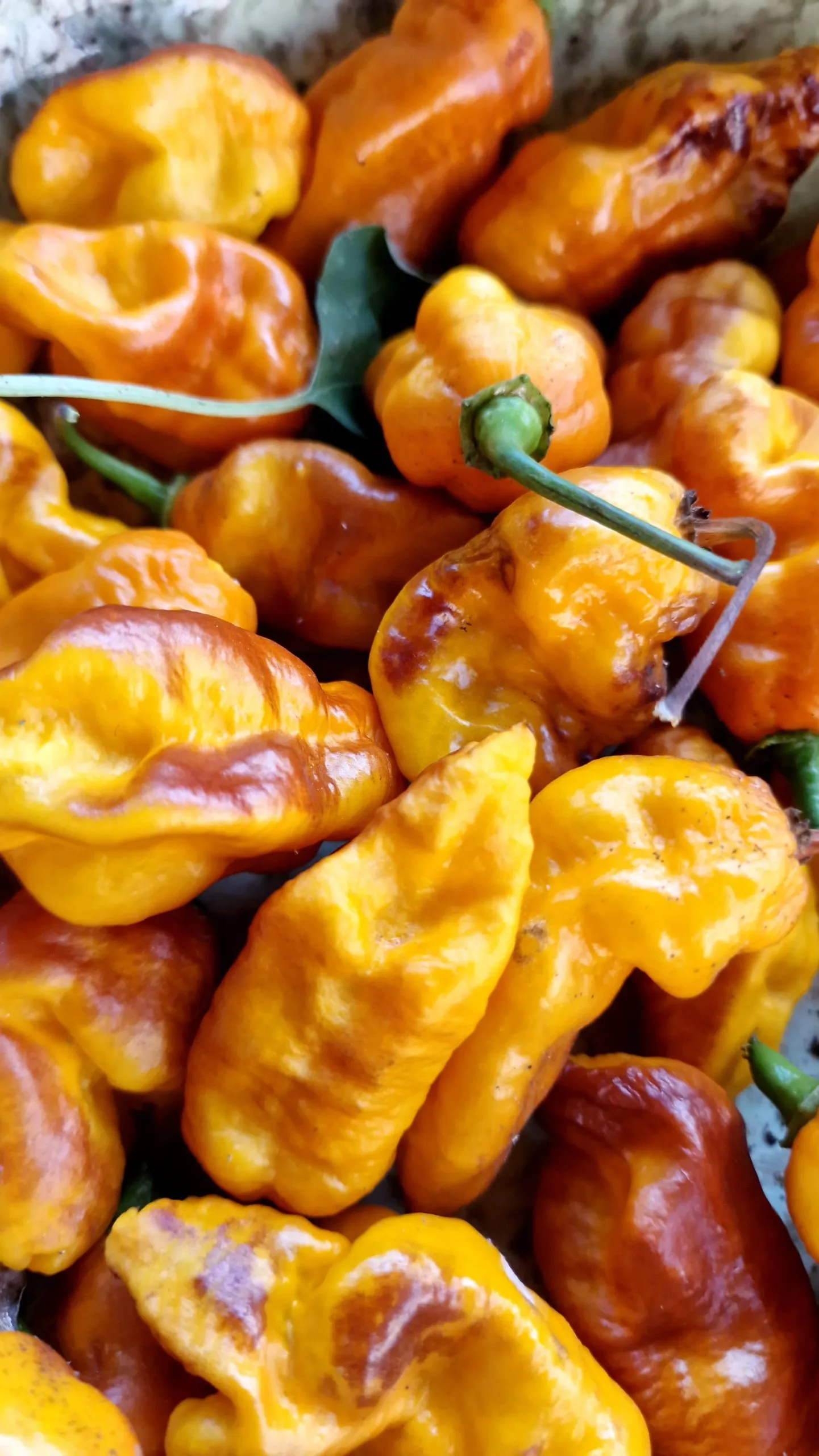 Batman Pineapple Habanero Chilli Seeds